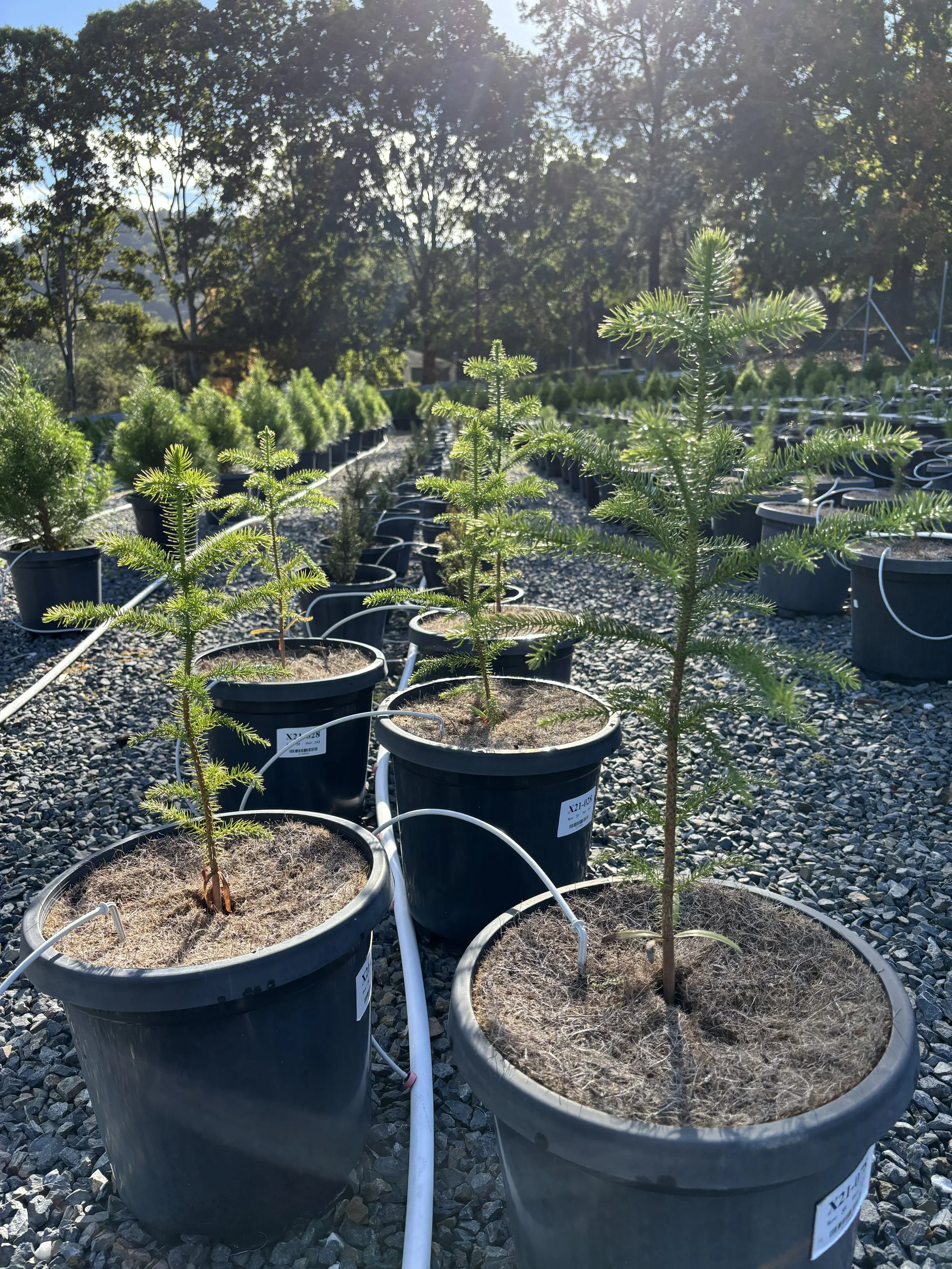 Baby potted Norfolk Pines at Karangi Christmas Tree farm near Coffs Harbour 