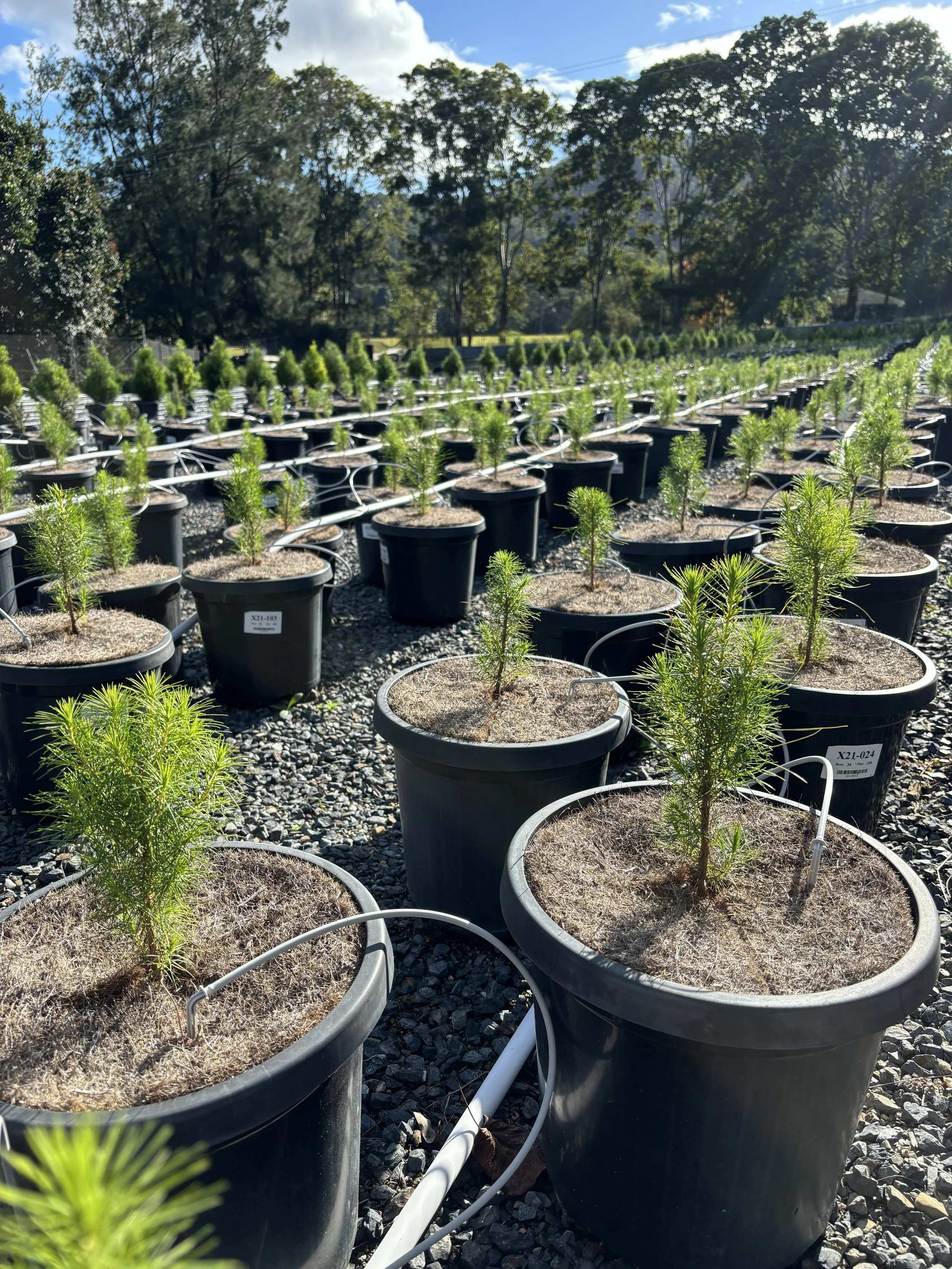 Rows of young potted Radiata Pine Christmas trees growing at Karangi Christmas Tree farm in the Coffs Harbour hinterland 