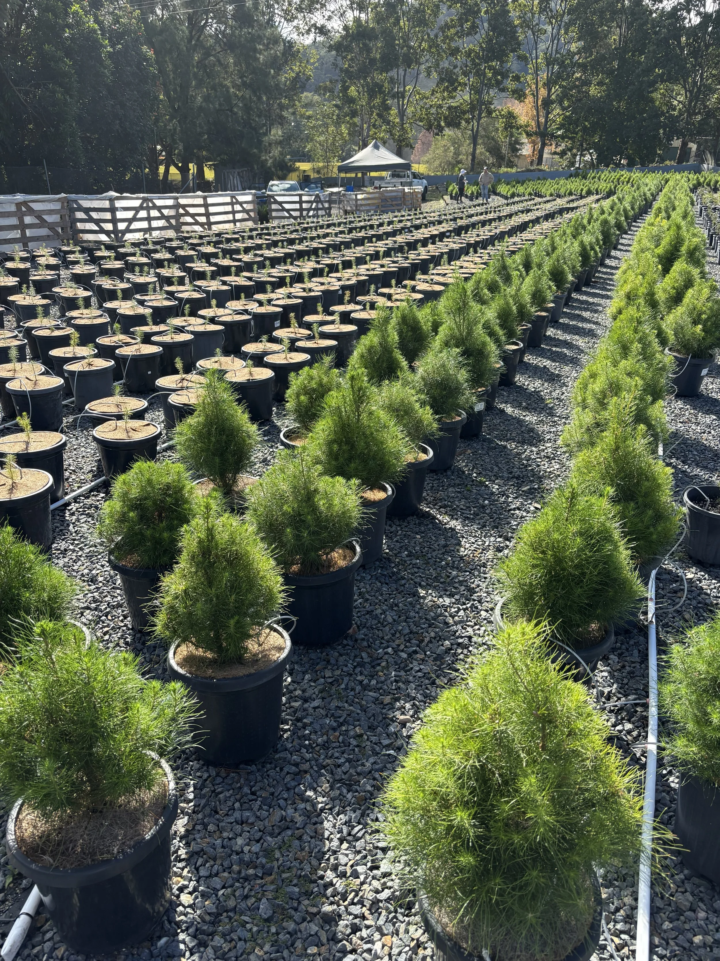 Rows of large and small potted Radiata Pine Christmas trees at Karangi Christmas Trees farm in the Coffs Harbour hinterland 