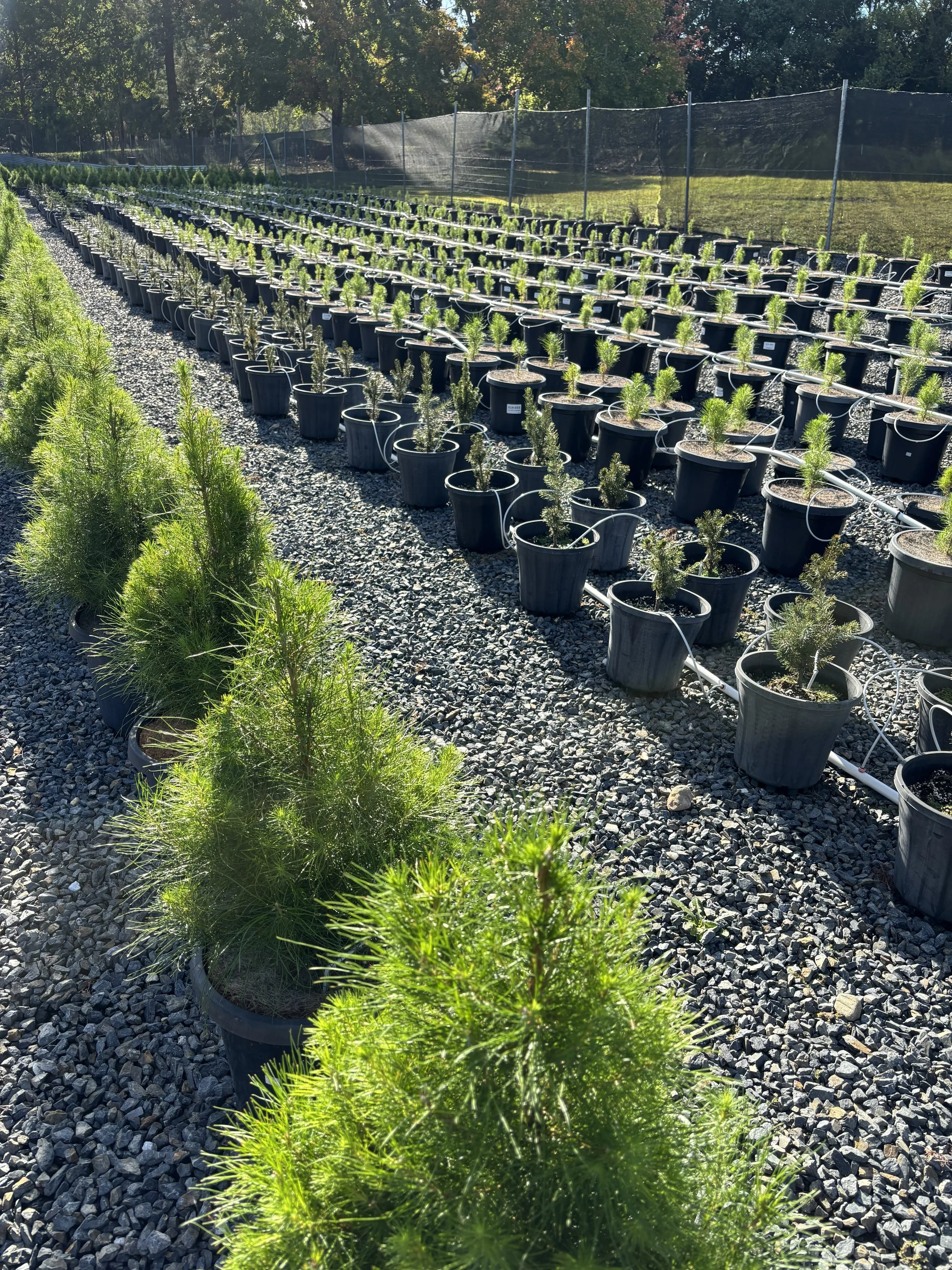 Rows of large and small potted Radiata Pine Christmas trees as well as potted Spruces growing at Karangi Christmas Trees farm near Coffs Harbour