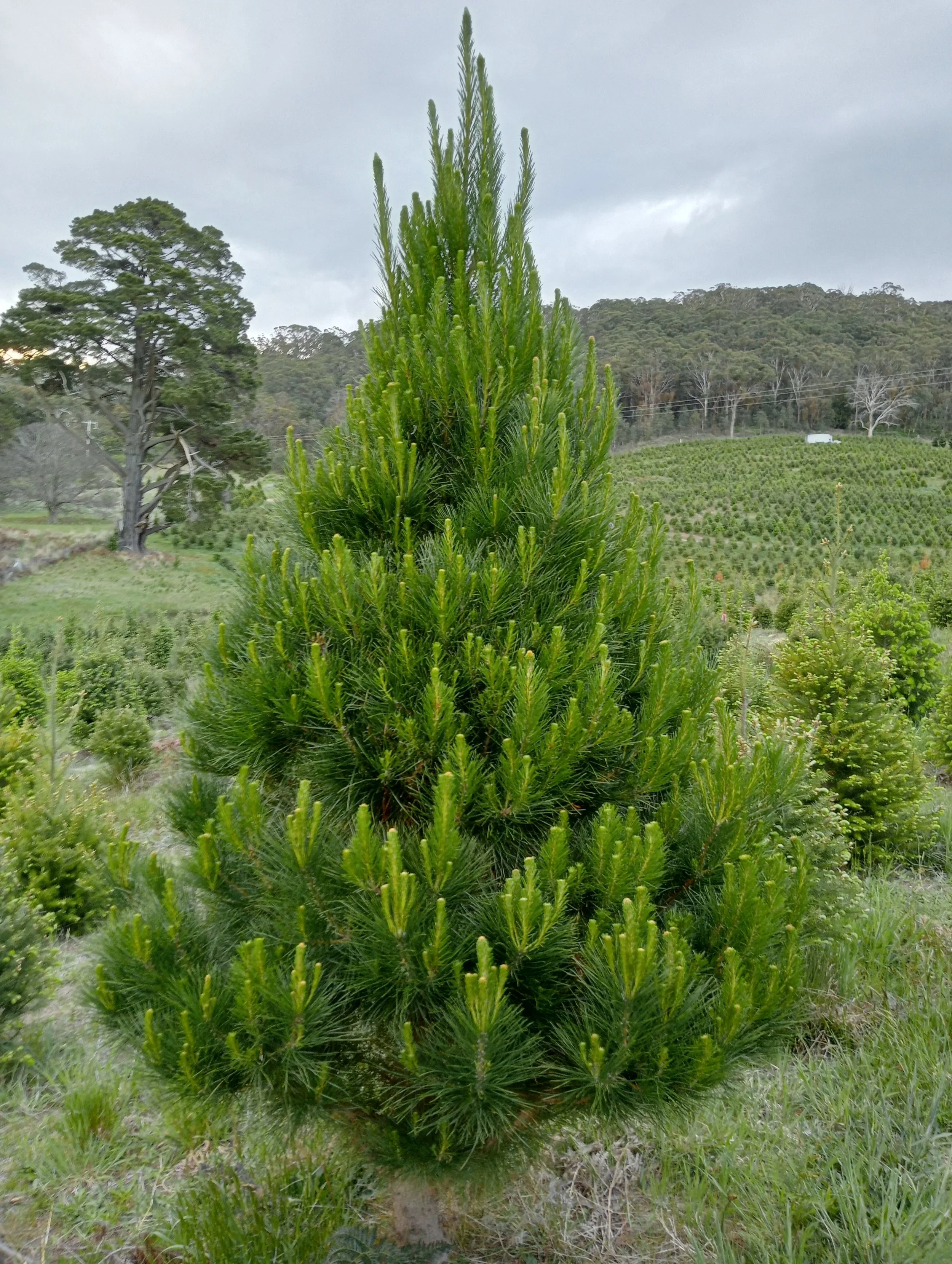 Green and bushy Radiata Pine Christmas tree growing on the farm with other Christmas trees, rolling hills and mature native trees in the background