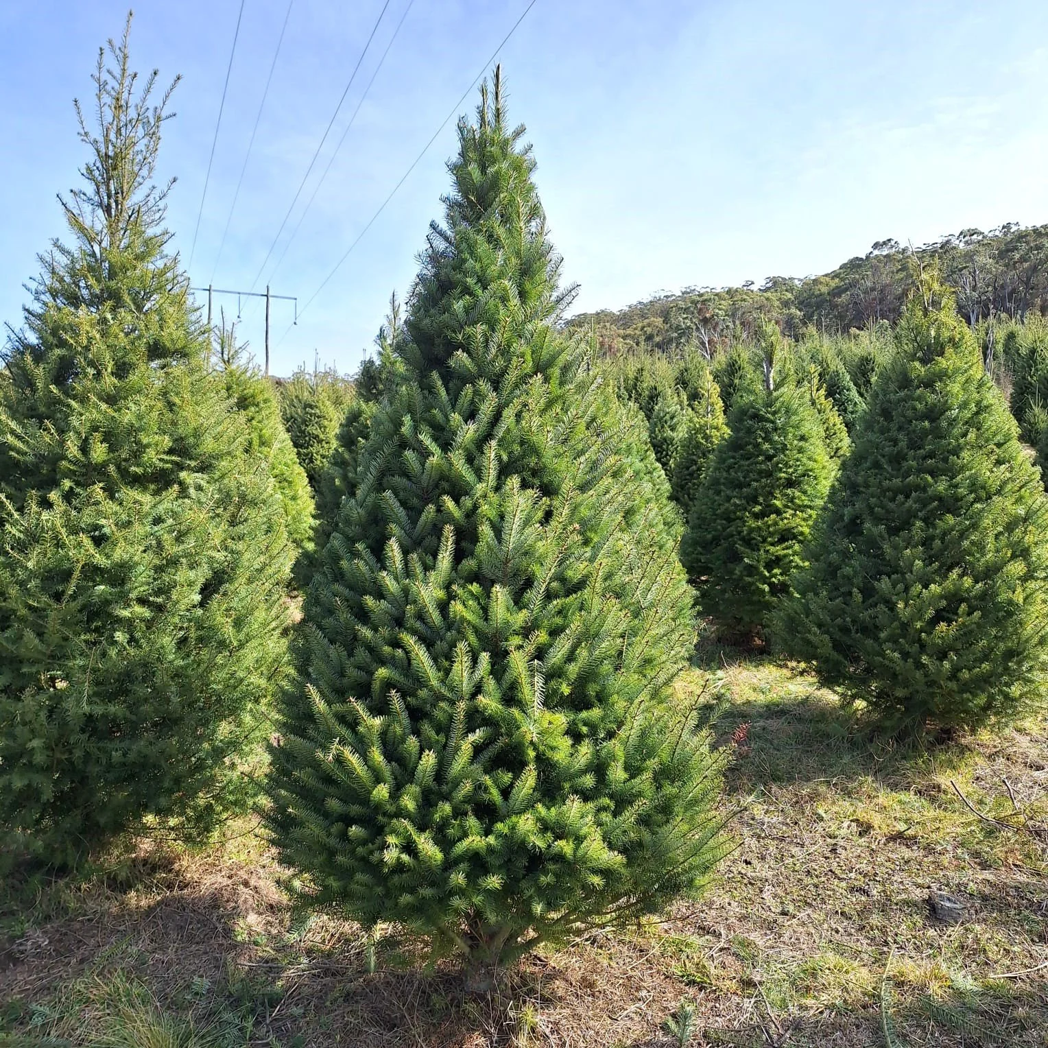 6ft Douglas Fir Christmas Tree
