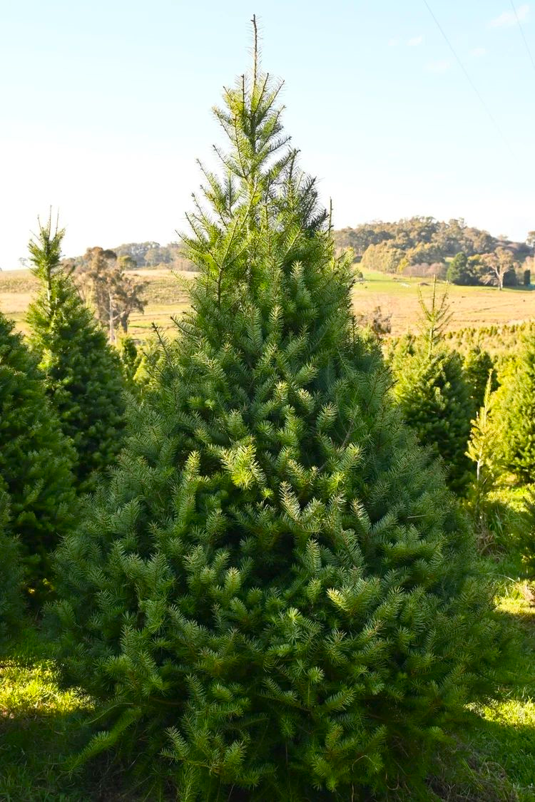 8ft Douglas Fir Christmas tree growing on the farm with other trees, rolling hills and blue sky in the background. Green and bushy with a perfect conical shape
