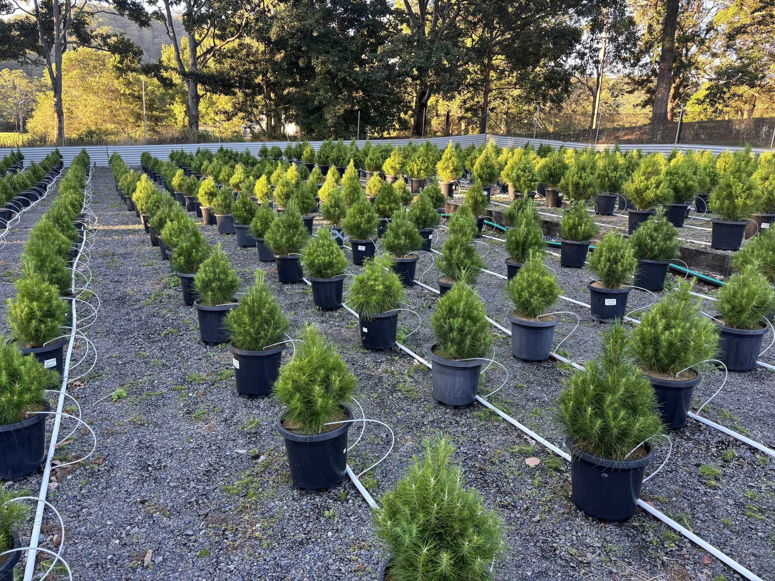 Rows of potted Radiata Pine Christmas trees growing at Karangi Christmas Tree farm, near Coffs Harbour 