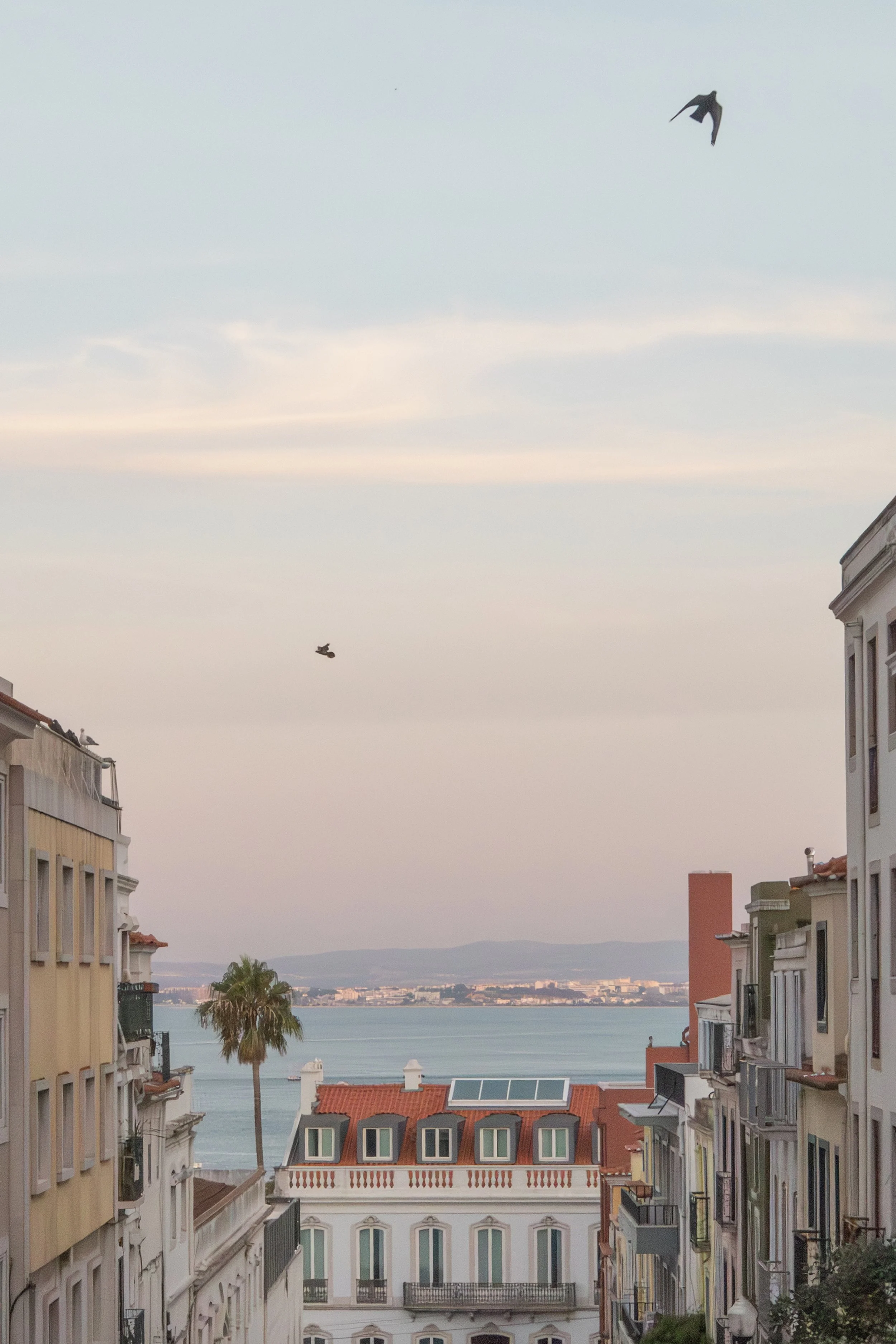 View of a coastal city with colorful buildings on a hill, emphasizing a palm tree, two birds flying in the sky, the sea, and mountains in the distance during sunset.