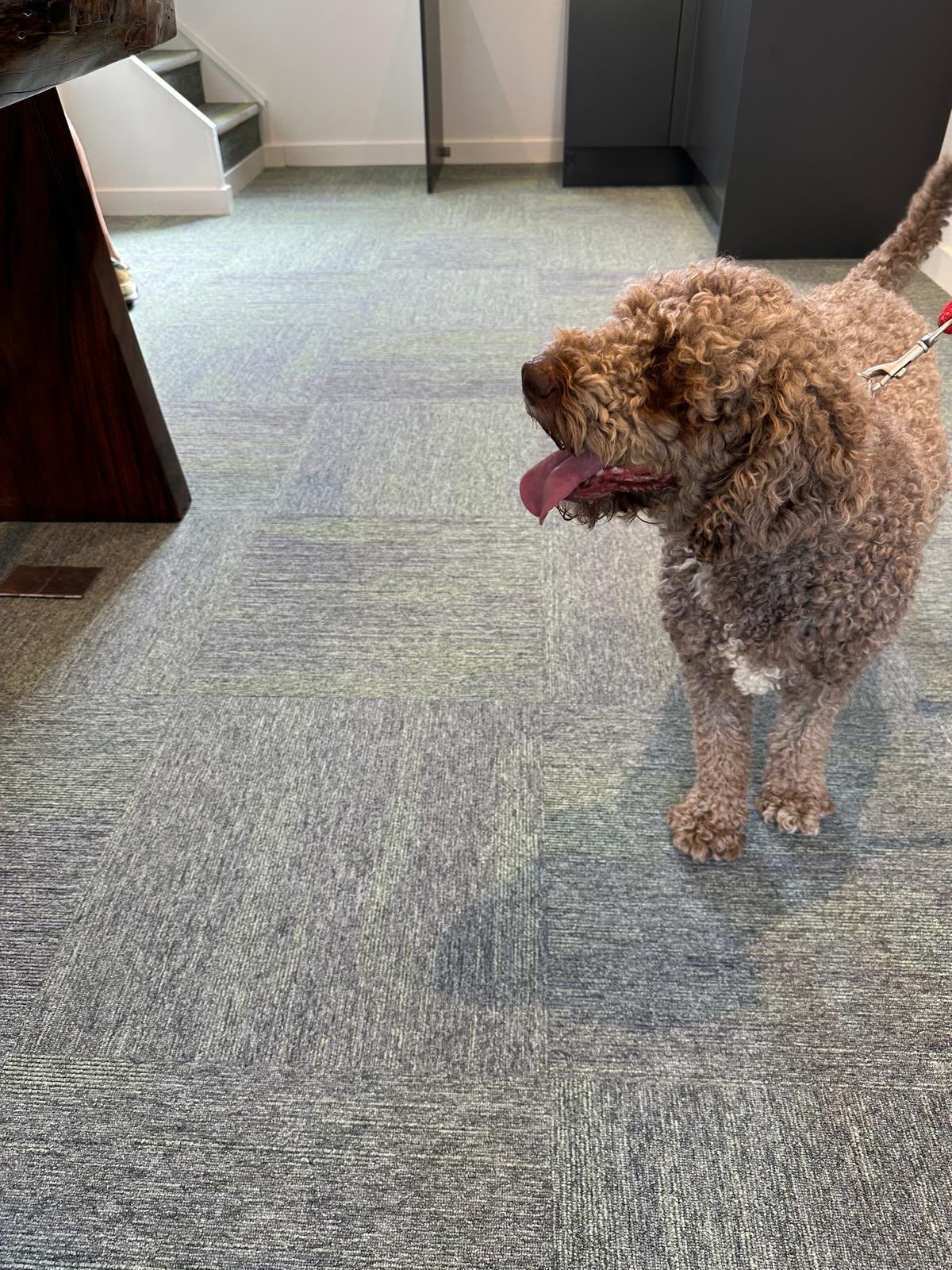 The lovely doggy loves the new Burmatex carpet tiles which Dalkard &amp; Elliott Carpets &amp; Flooring in Market Harborough 

Come and browse our carpet, LVT, Vinyl, Laminate and rug collections here at Dalkard &amp; Elliott. Our manager George who 