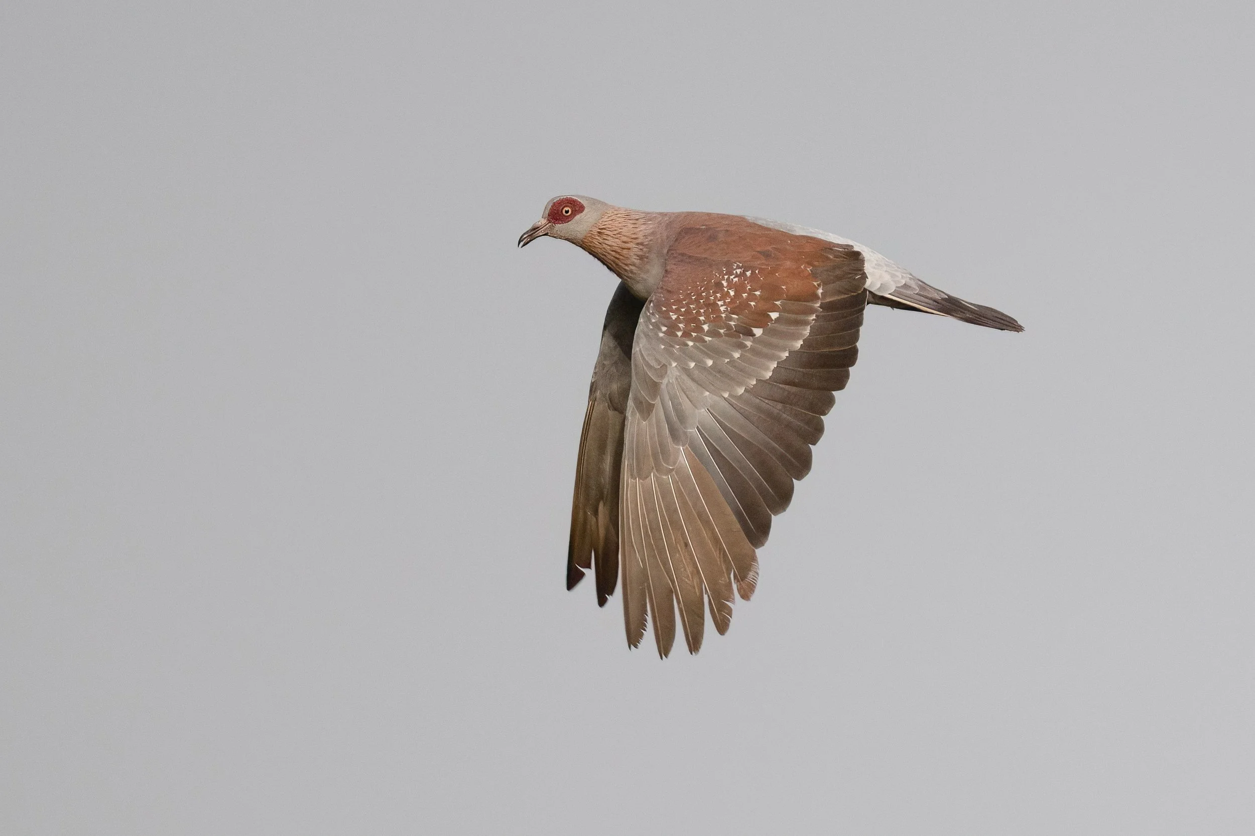 Trocaz Pigeon, Gambia