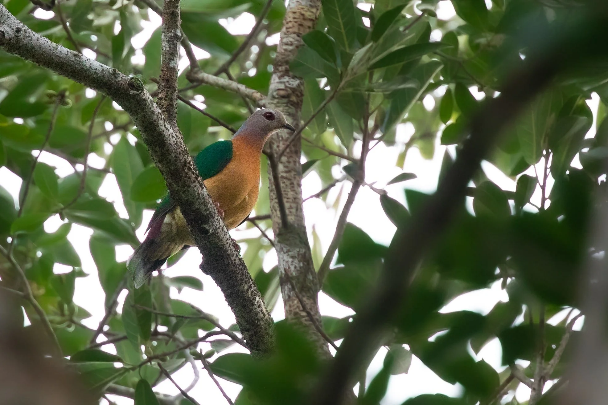 Purple-tailed Imperial Pigeon, West Papua