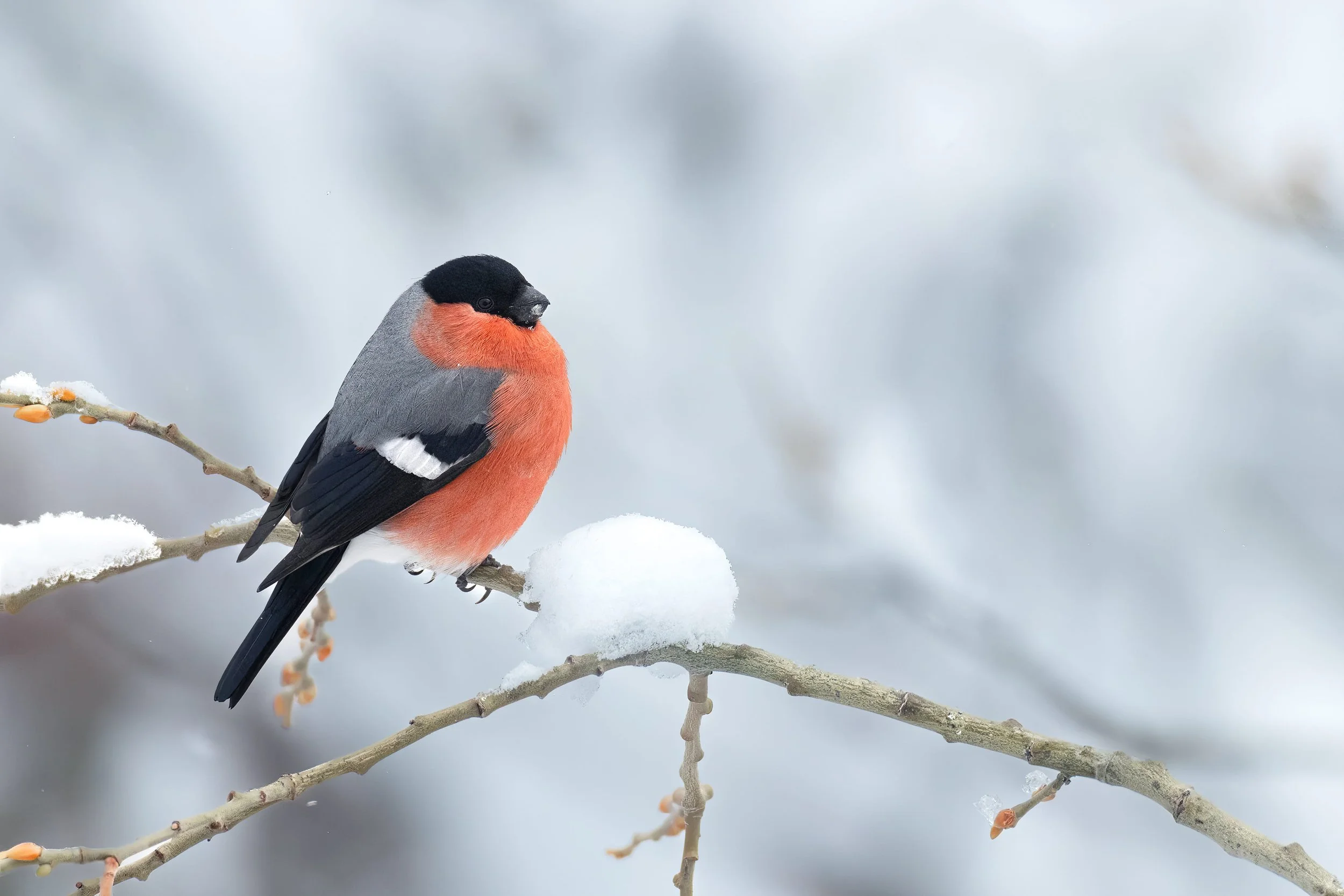 Switzerland - Winter