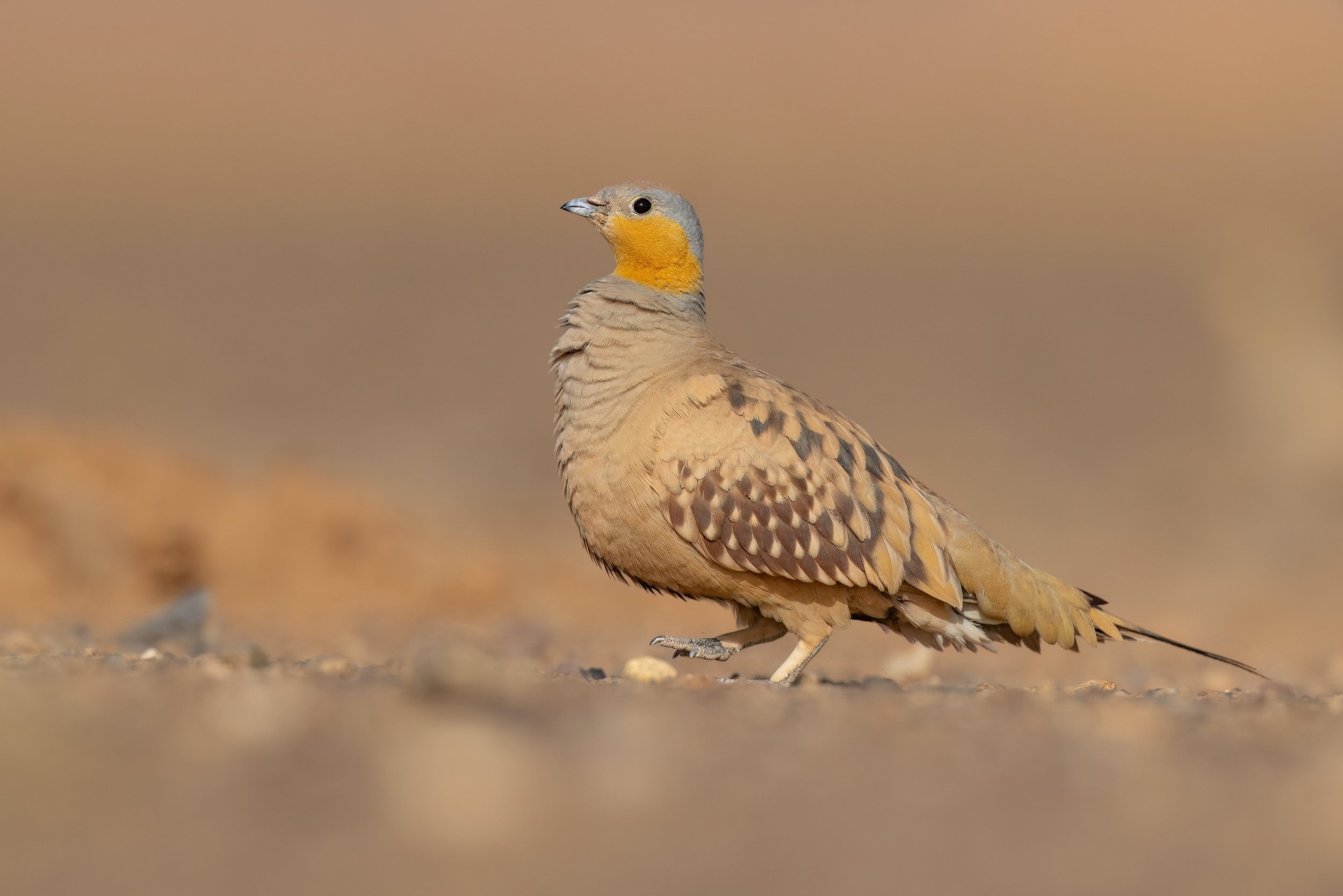 Morocco: From the Atlas Mountains to the Sahara