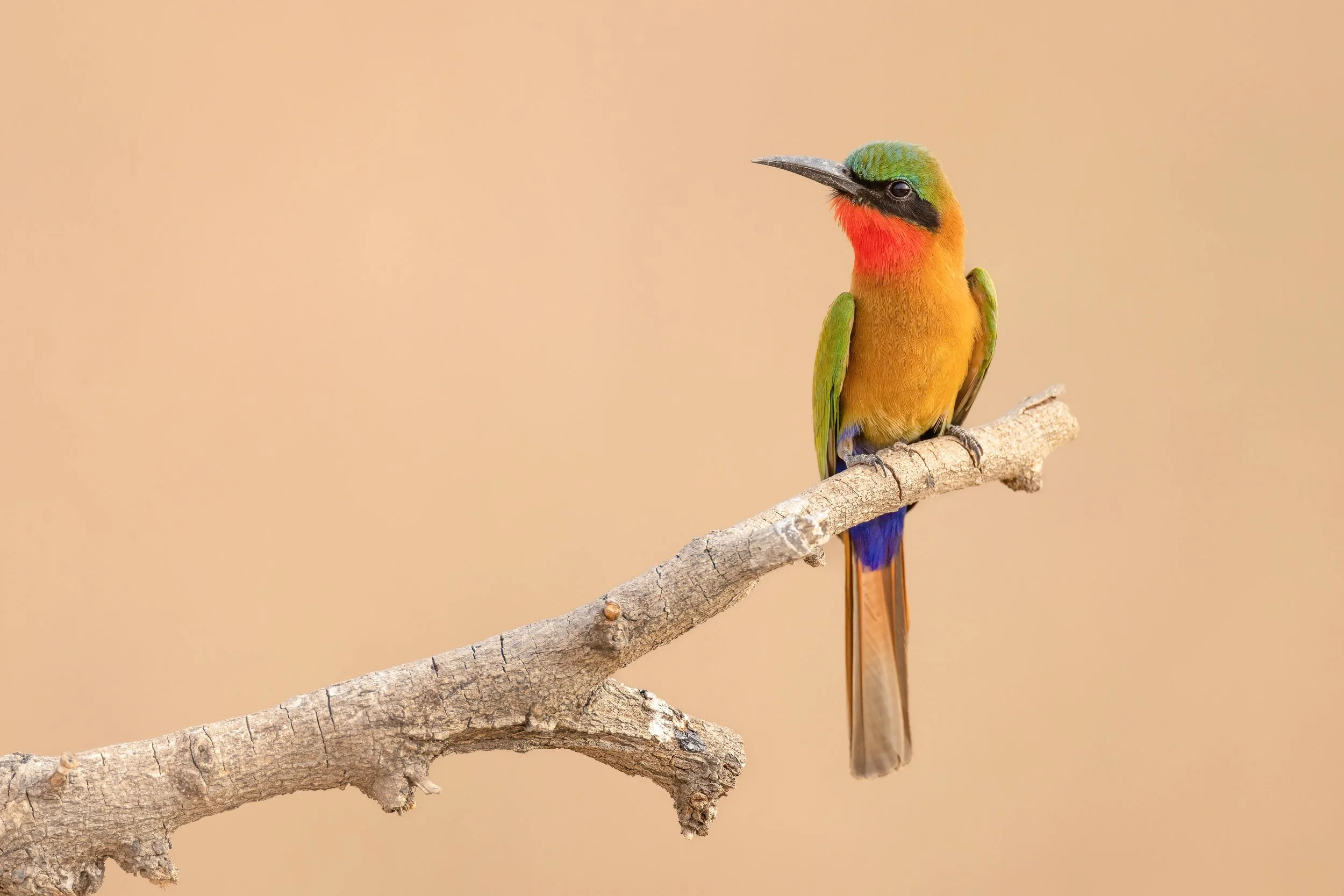 The Gambia: a perfect introduction to West African birds