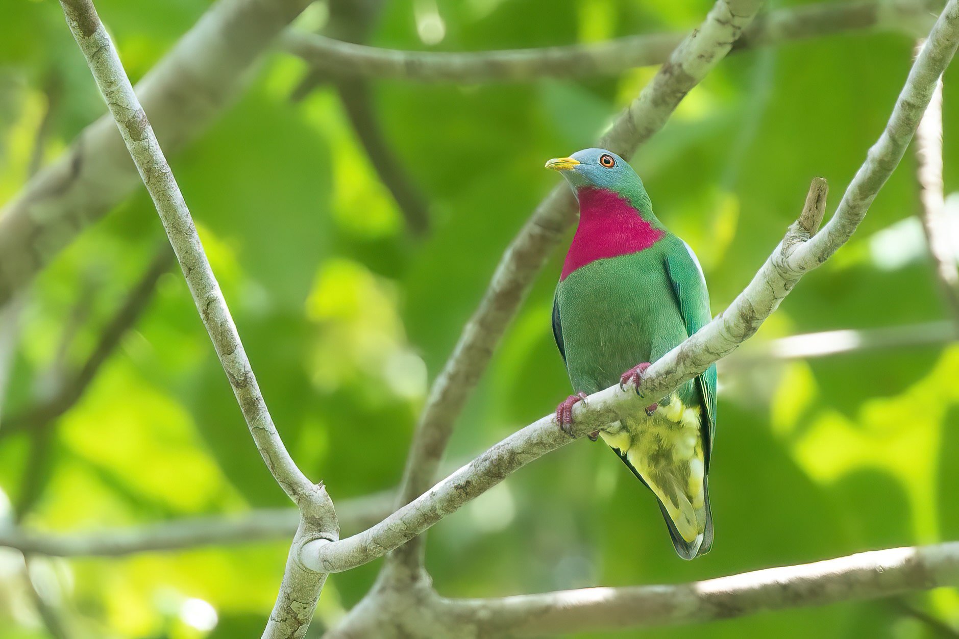 Claret-breasted Fruit Dove, West Papua