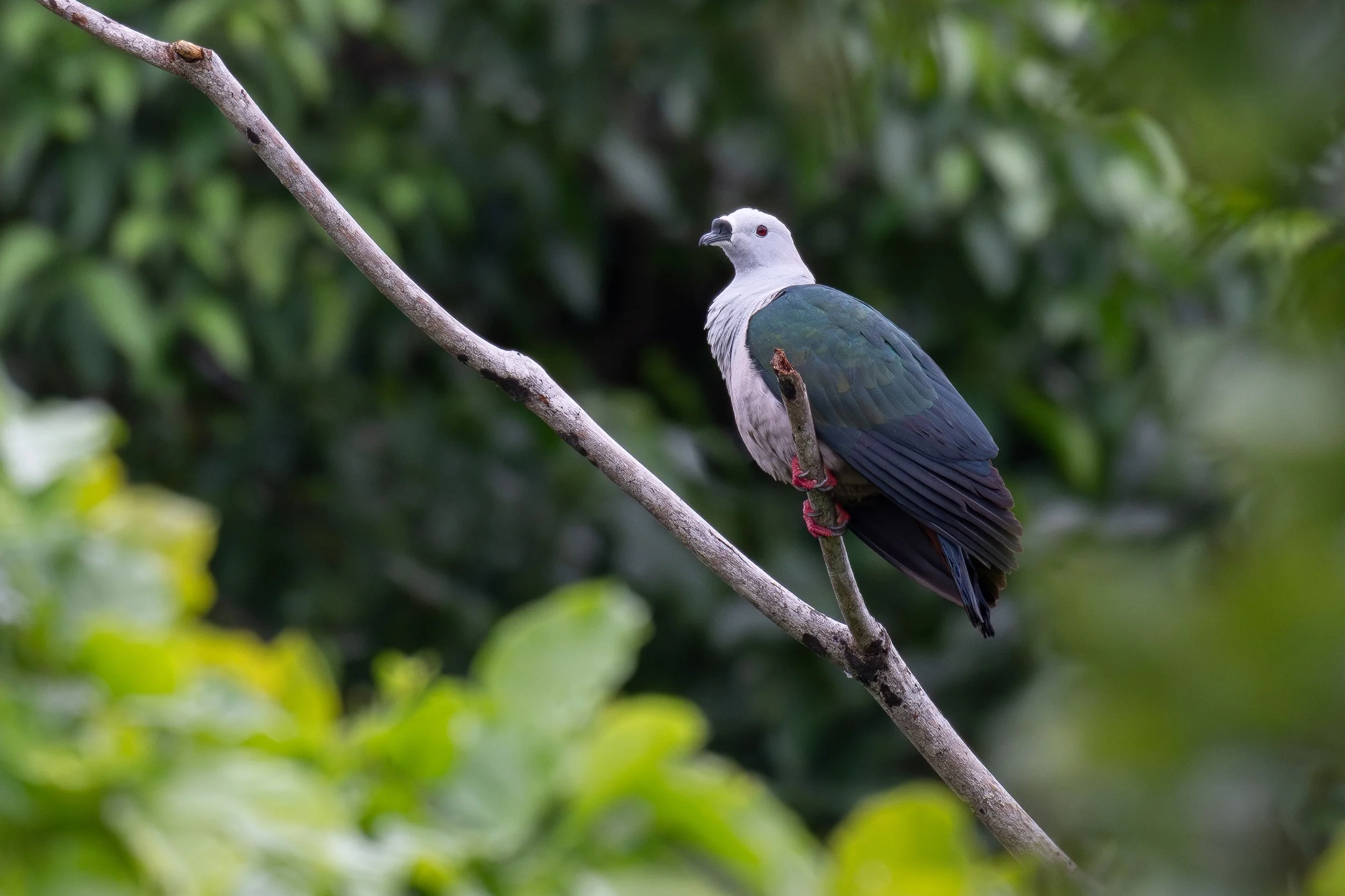 Spice Imperial Pigeon, West Papua