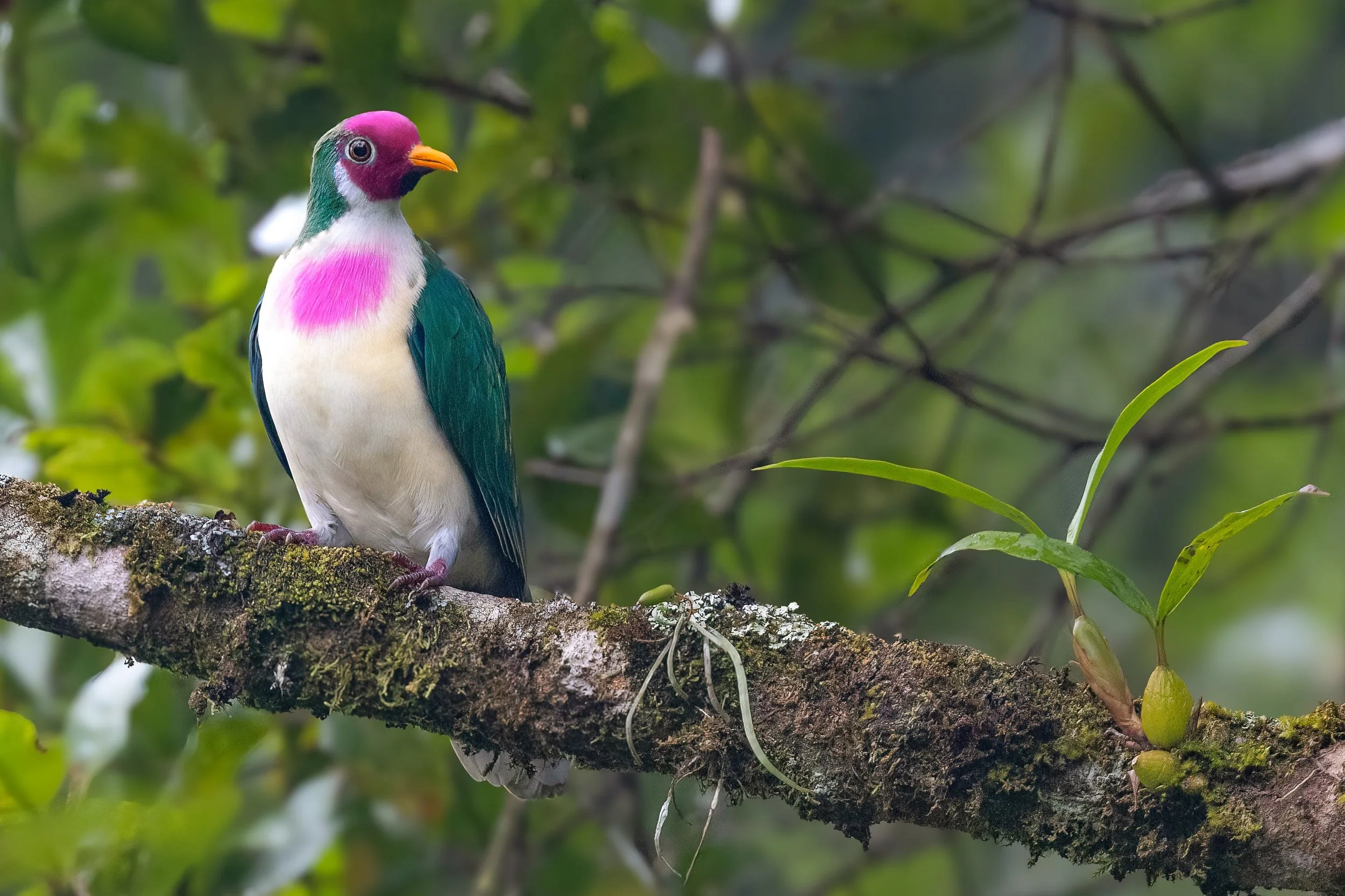 Jambu Fruit Dove, Sabah (Borneo)