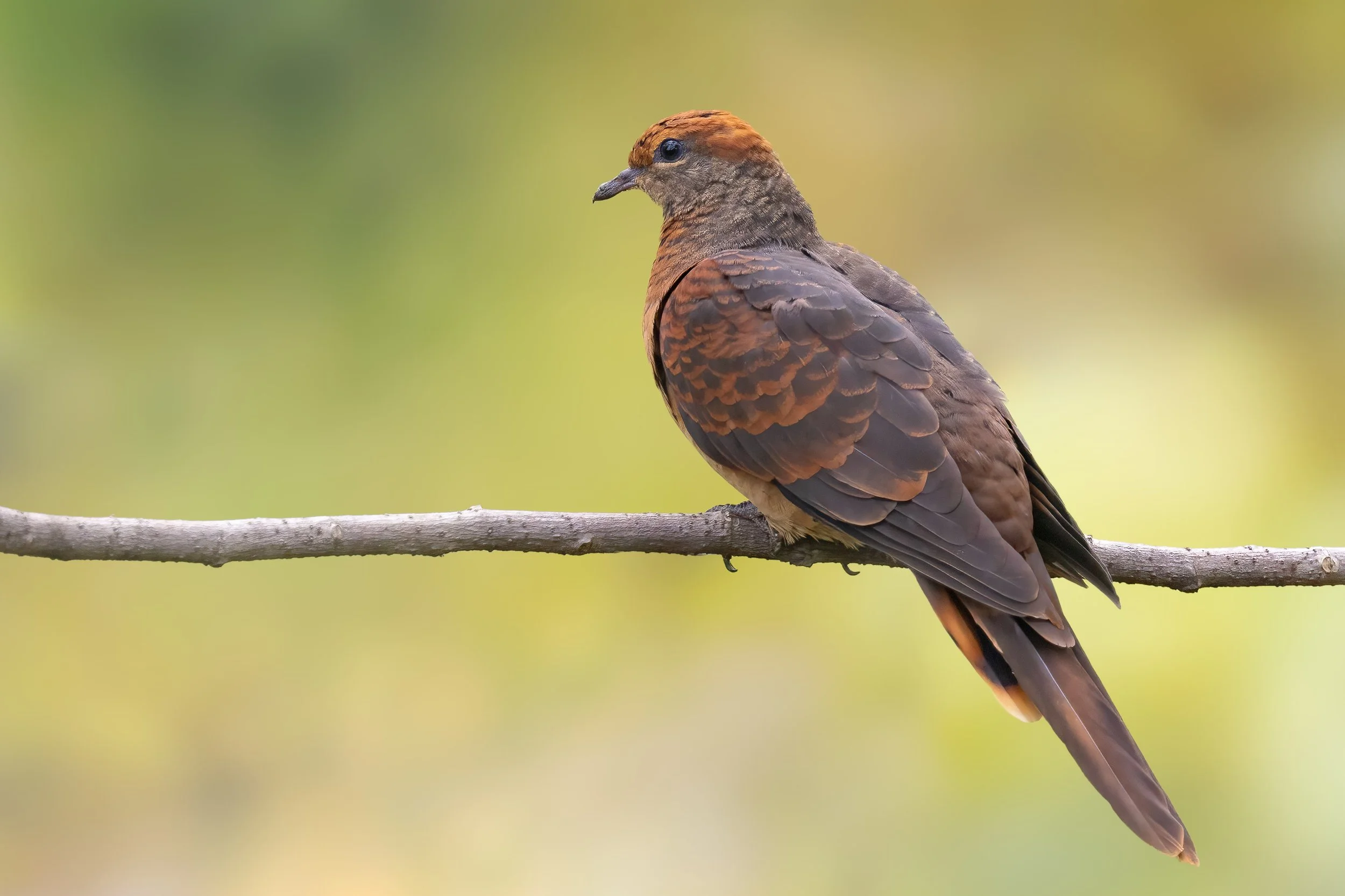 Little Cuckoo-Dove, Sarawak (Borneo)