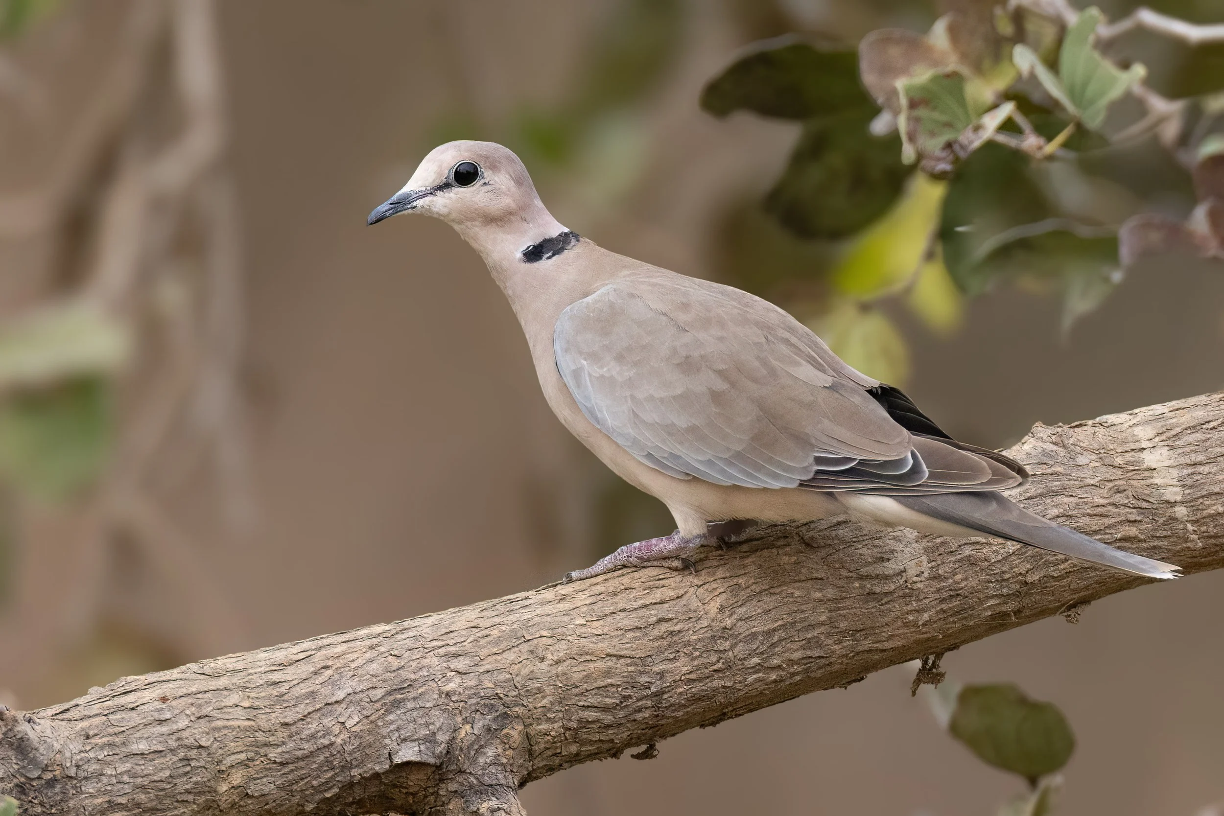 Vinaceous Dove, Gambia