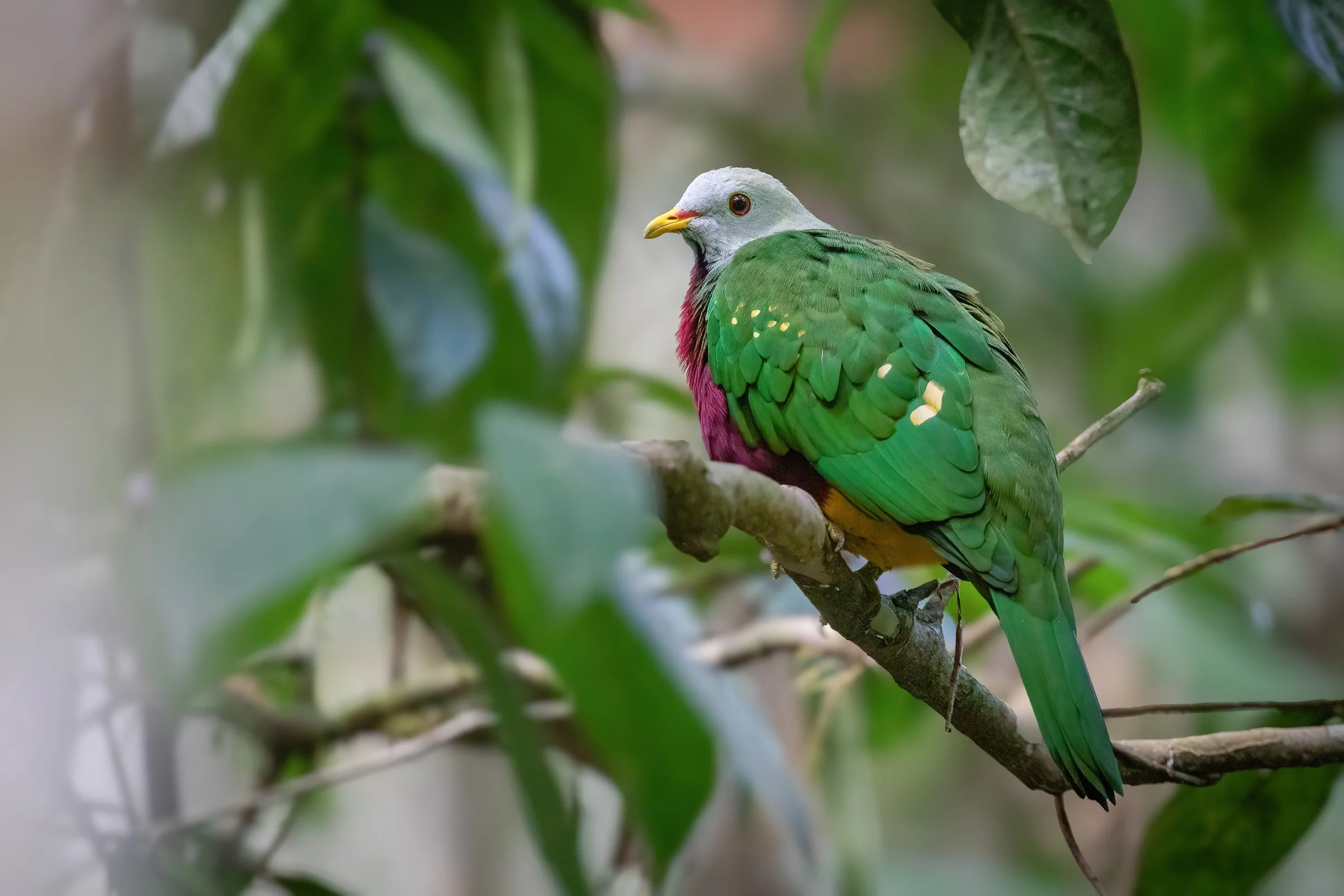 Wompoo Fruit Dove, West Papua