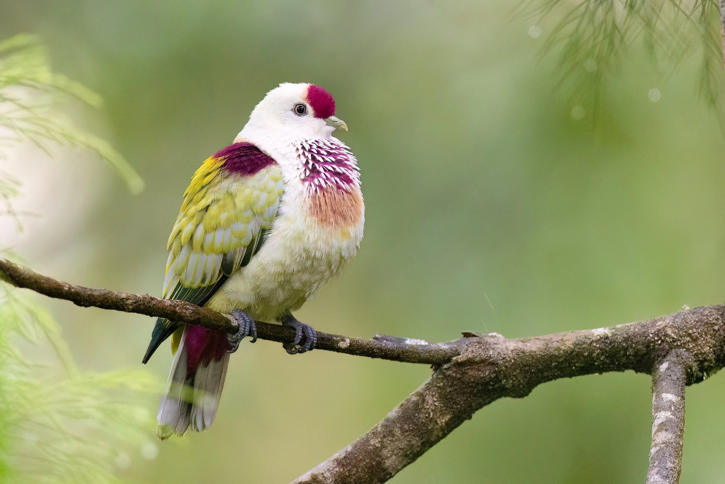 Many-colored Fruit Dove, Fiji