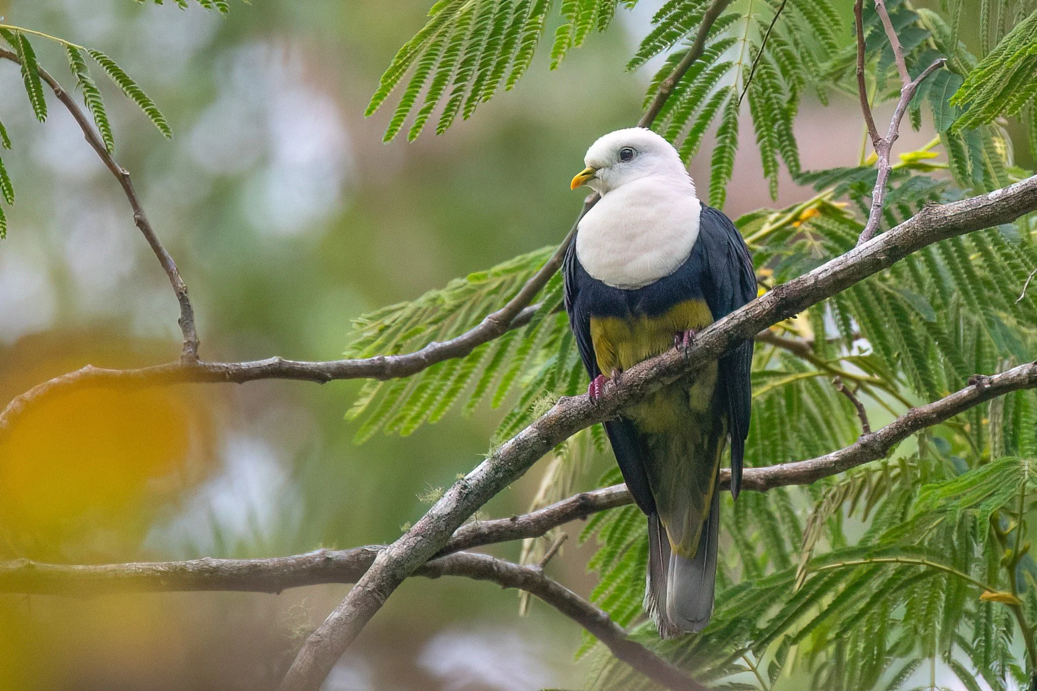 Banded Fruit Dove - Alor, Indonesia