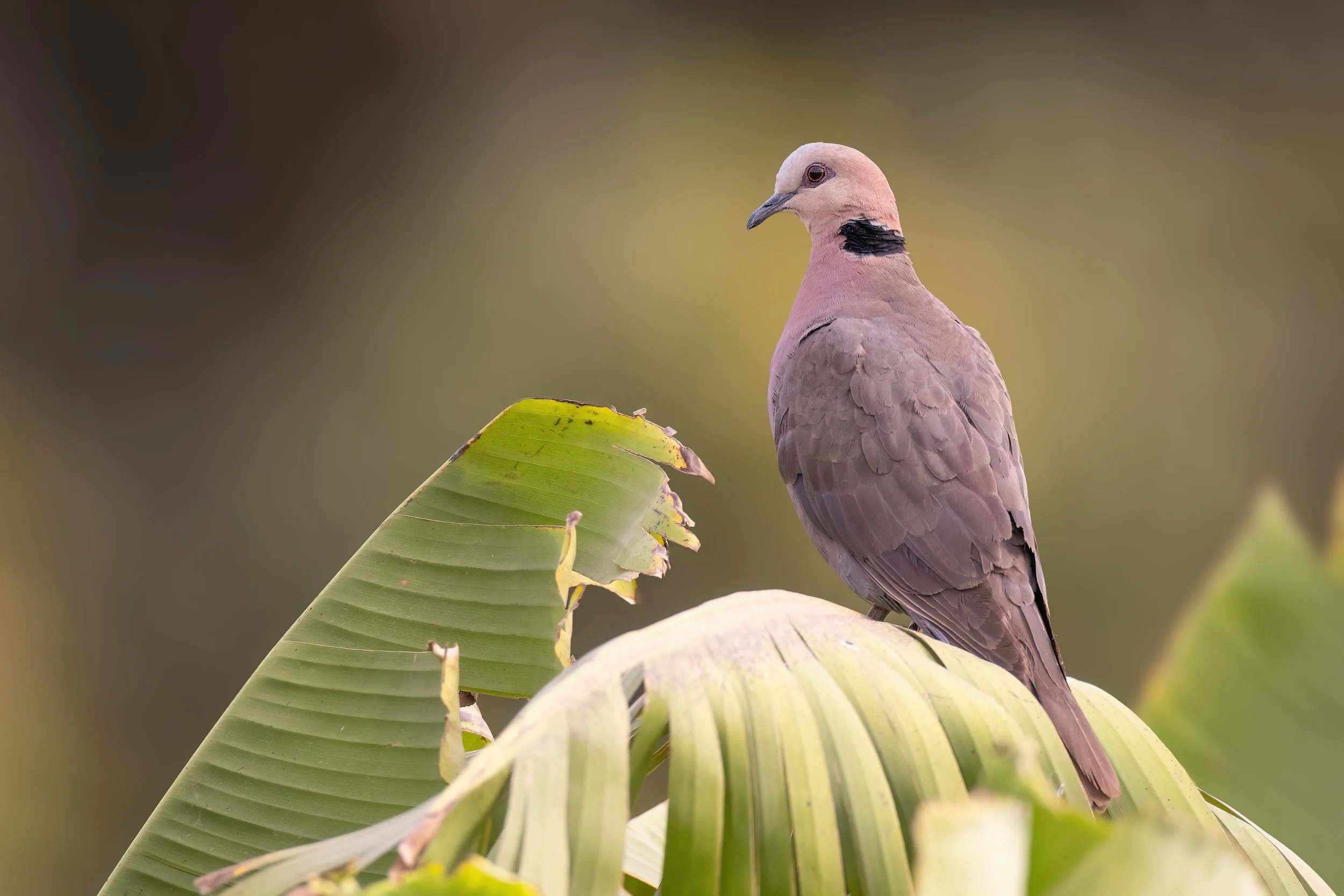 Red-eyed Dove, Gambia