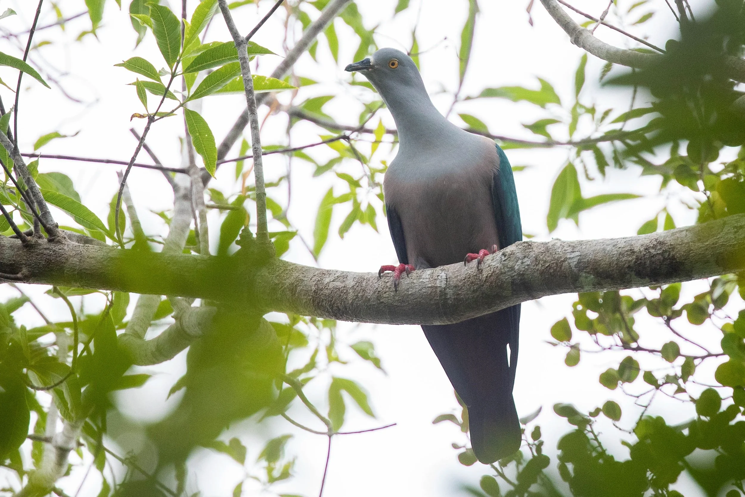 Geelvink Imperial Pigeon, West Papua