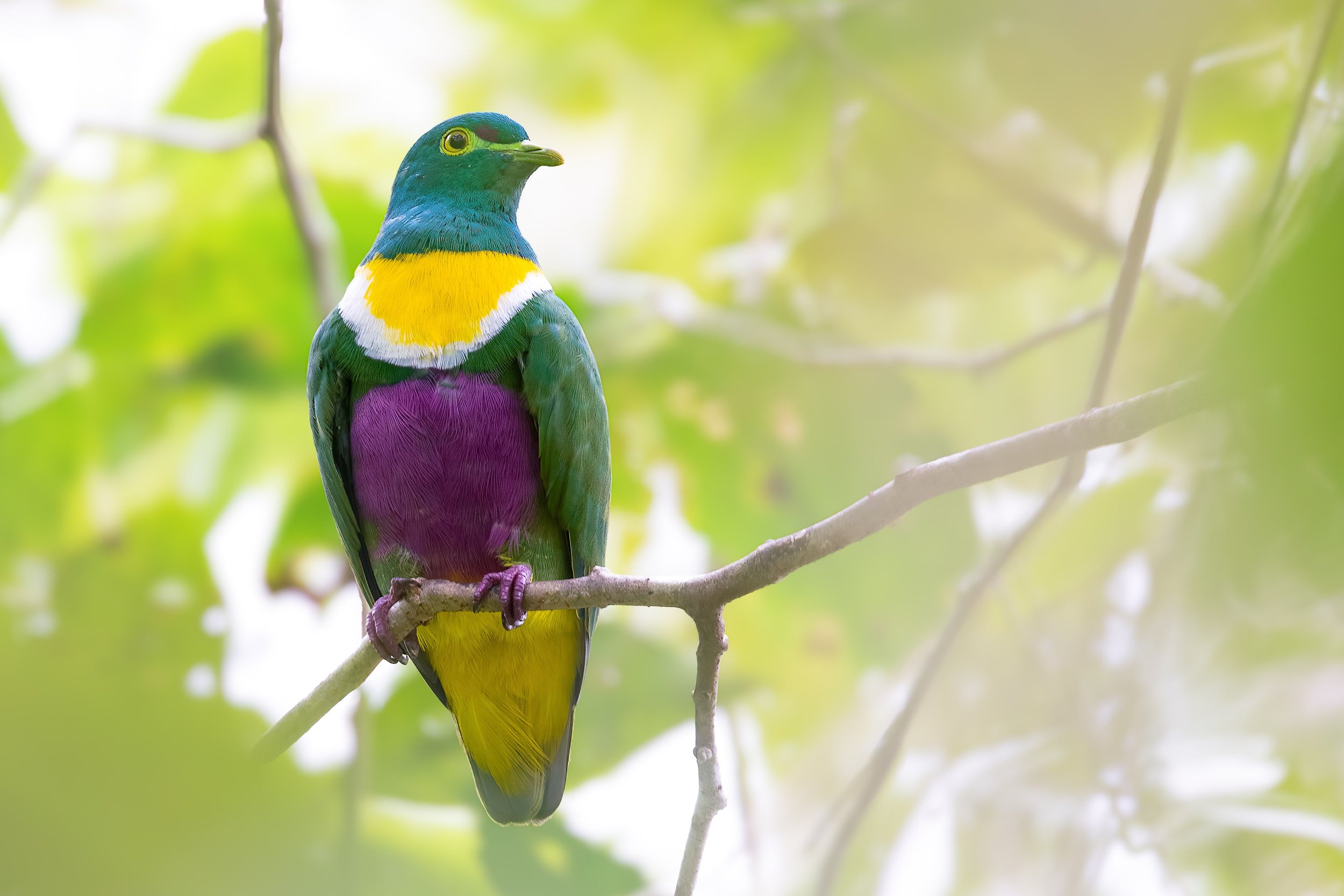 Geelvink Fruit Dove - Numfor, West Papua