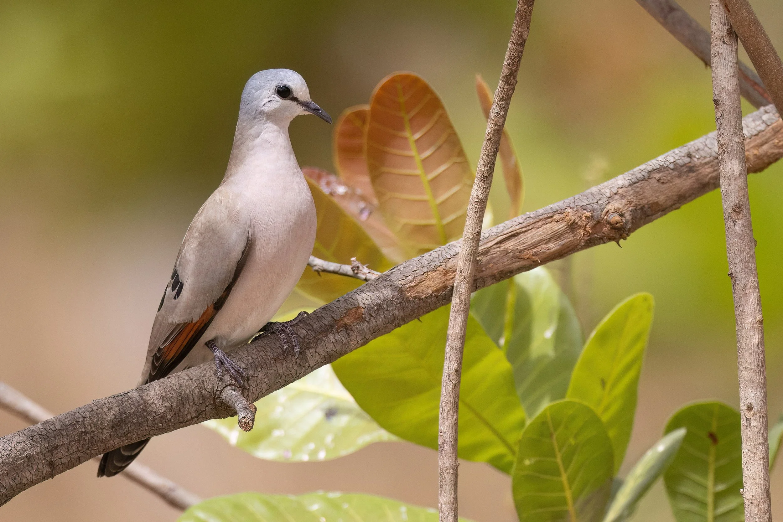 Black-billed Wood Dove,  Gambia