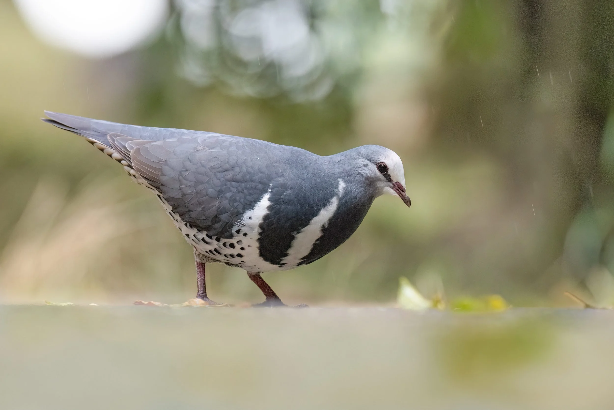 Wonga Pigeon, Australia