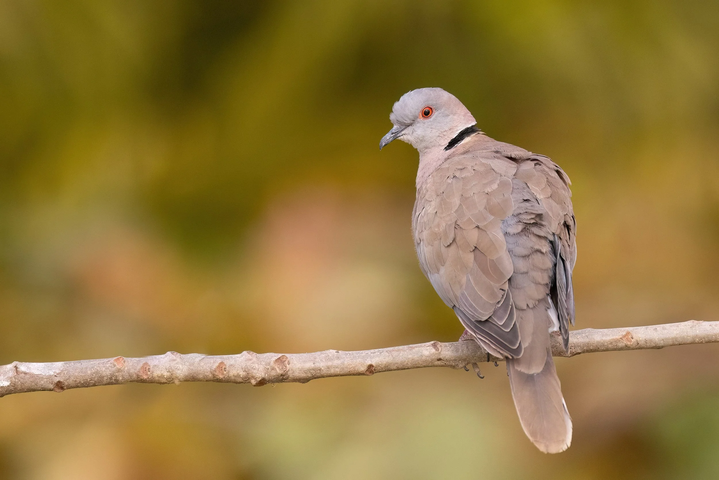 Mourning Collared Dove, Gambia