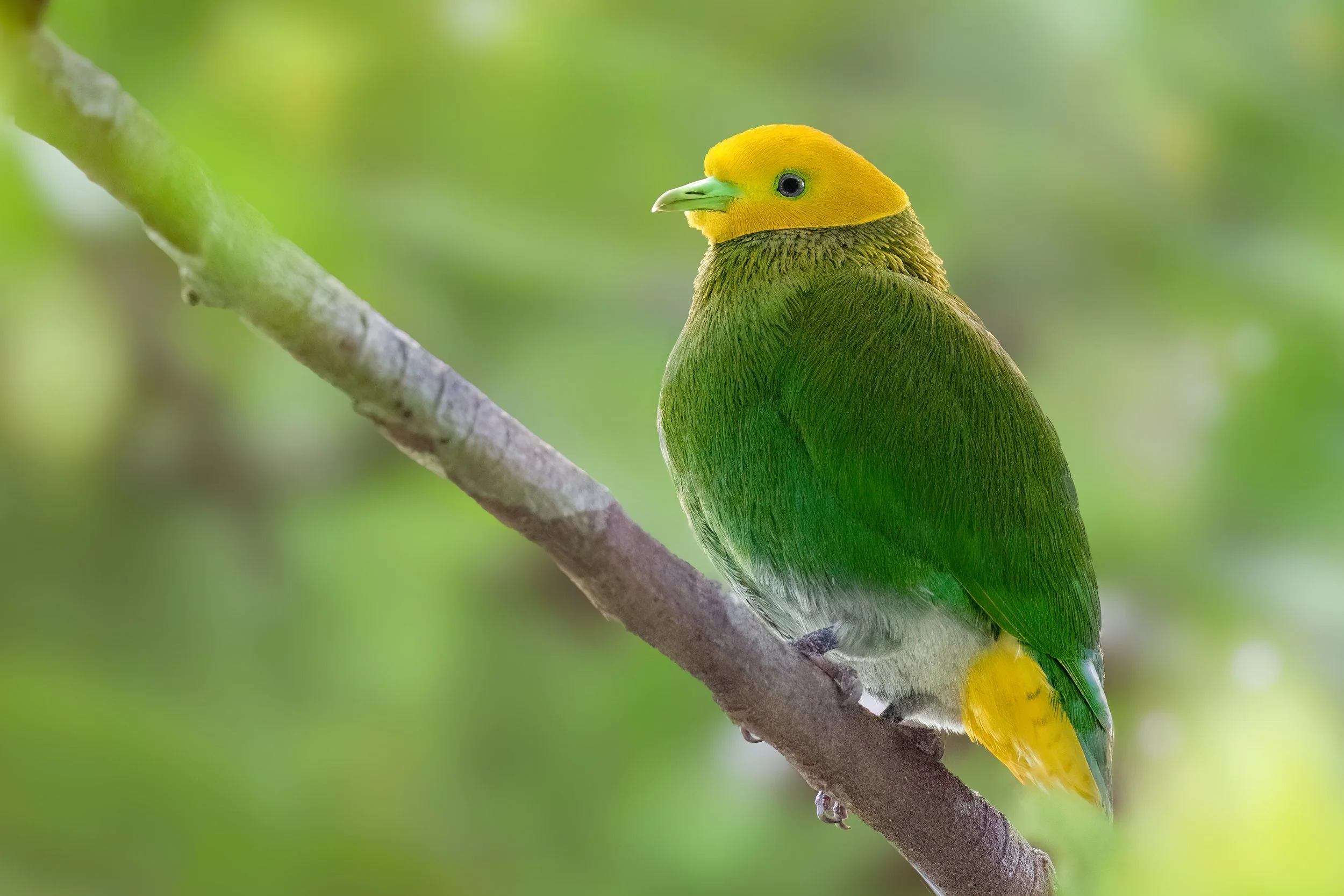 Whistling Dove, Fiji