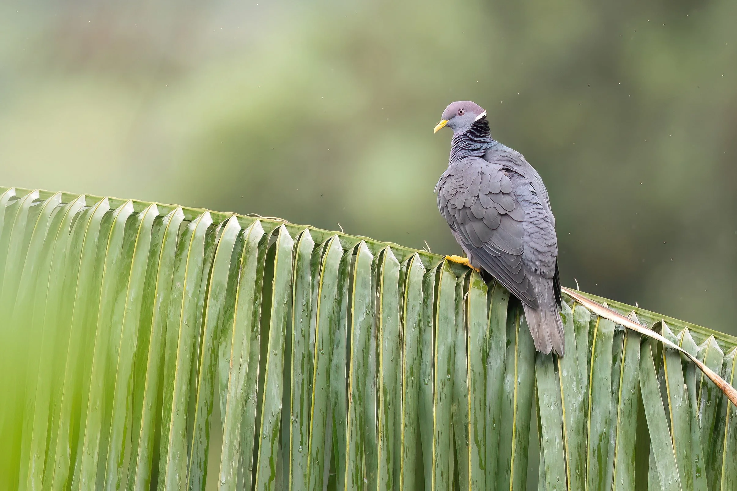 Band-tailed Pigeon, Ecuador