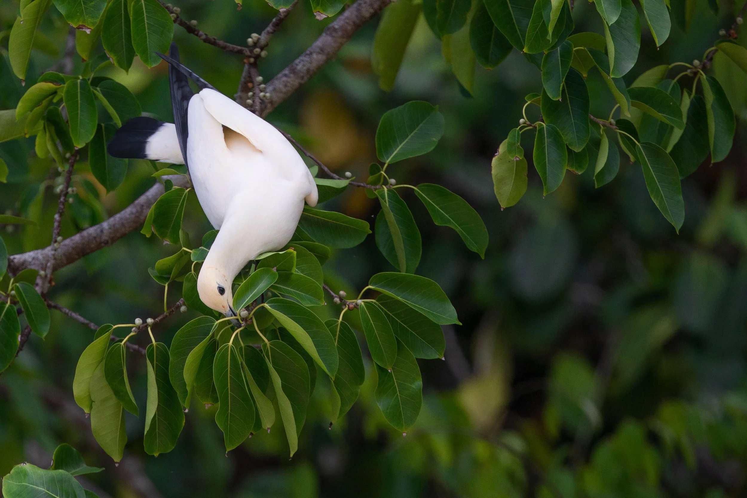 Pied Imperial Pigeon