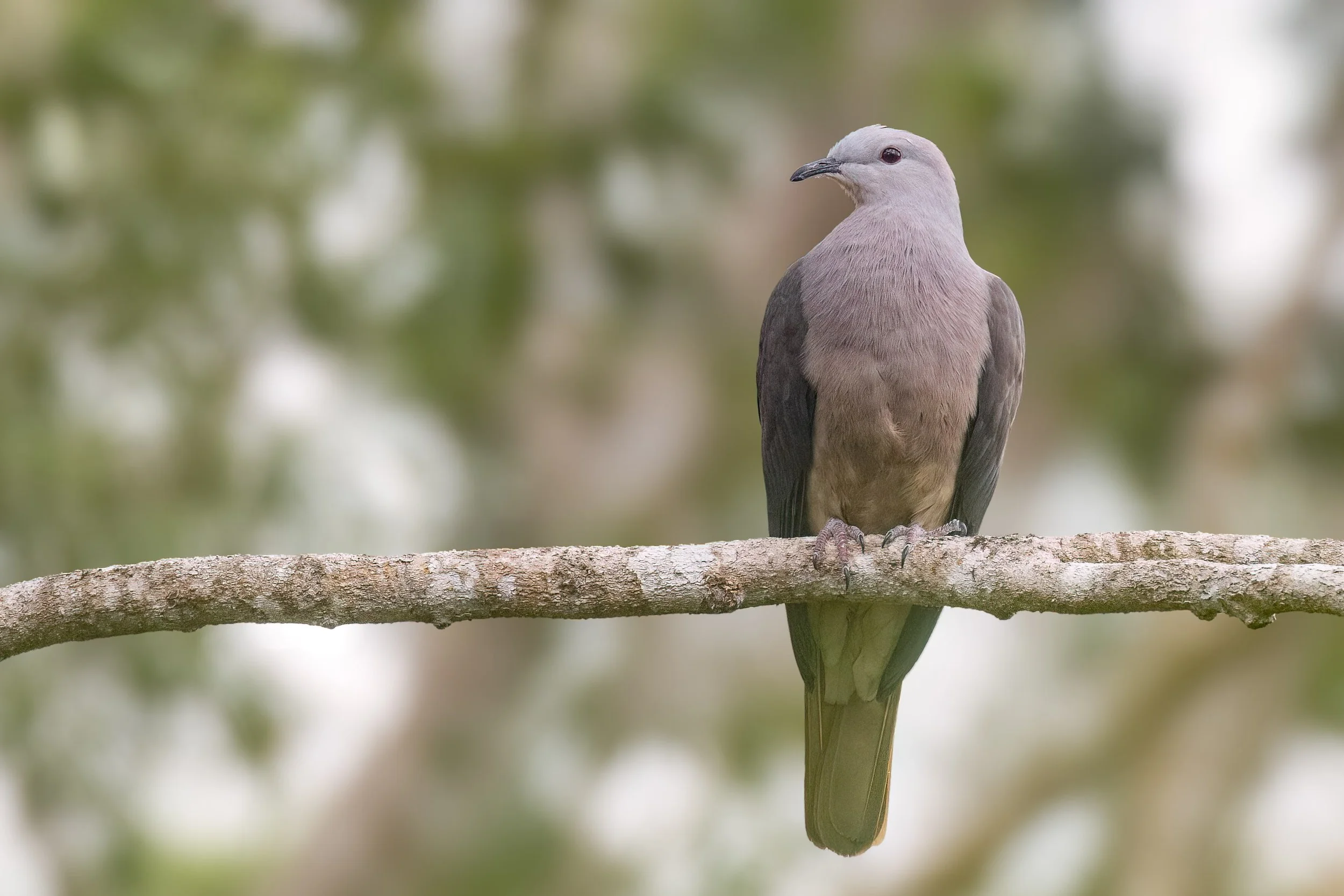 Barking Imperial Pigeon, Fiji (Kadavu)