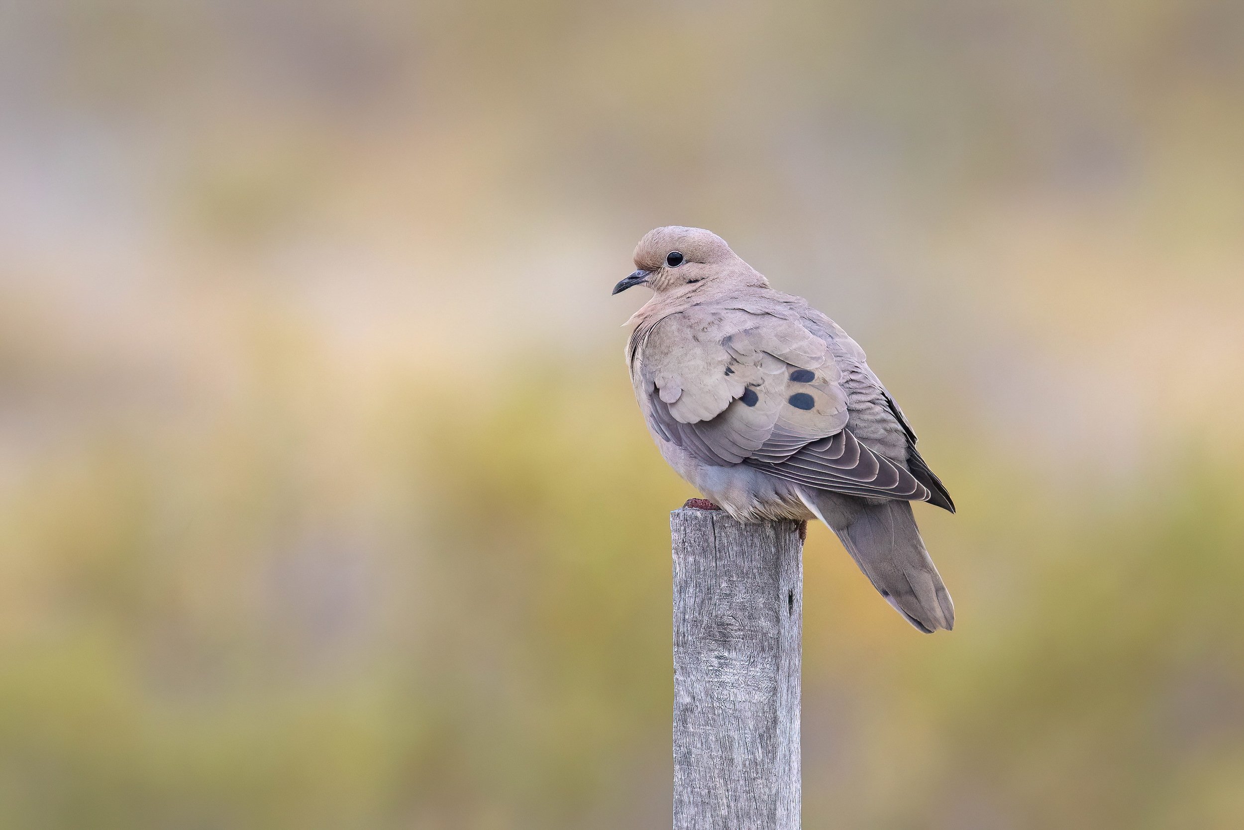 Eared Dove, Argentina