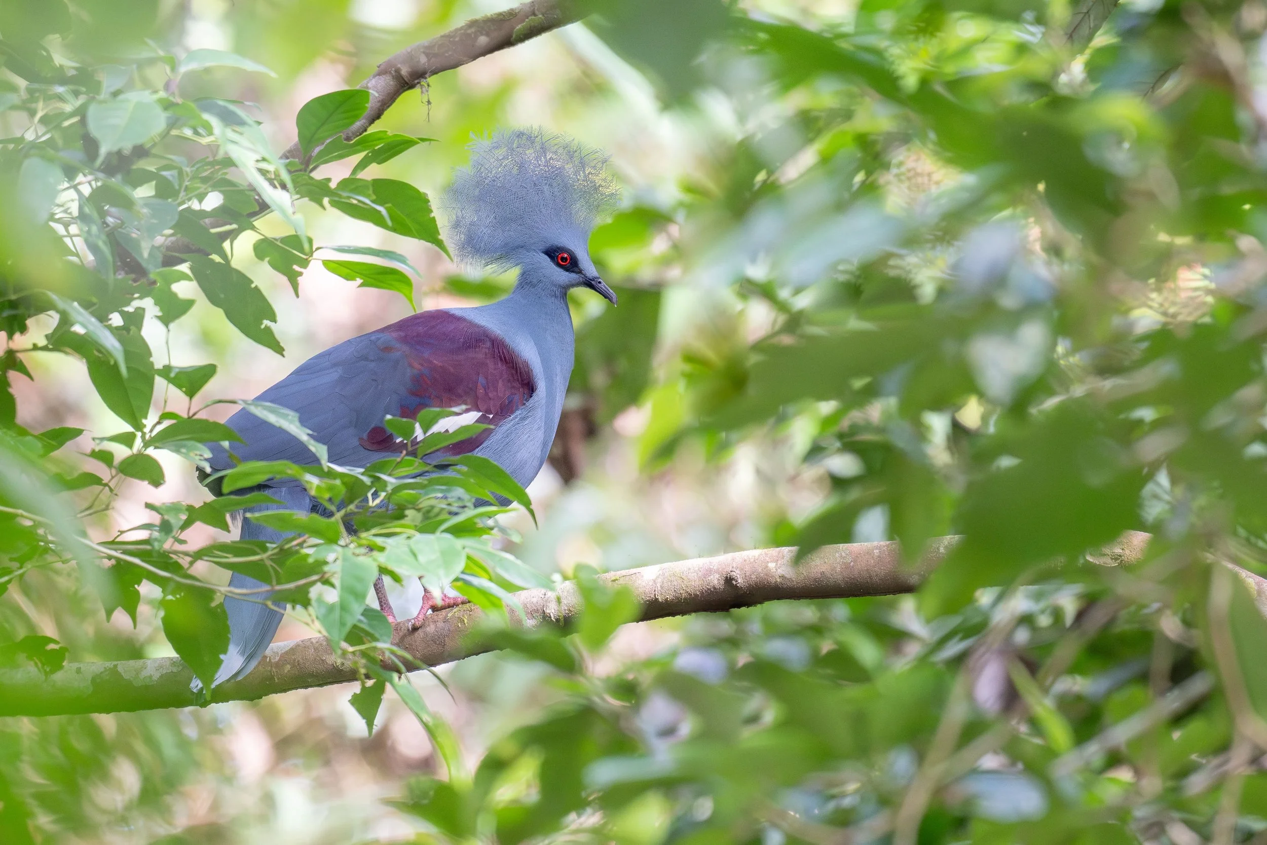 Western Crowned Pigeon, West Papua