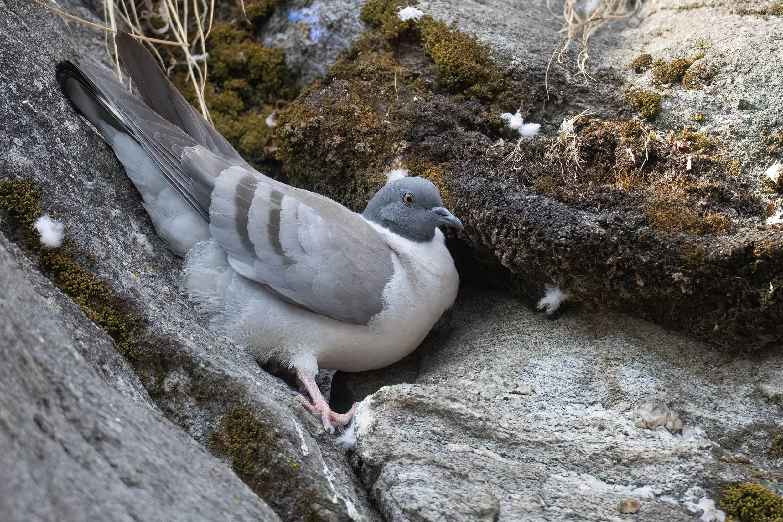 Snow Pigeon, Bhutan