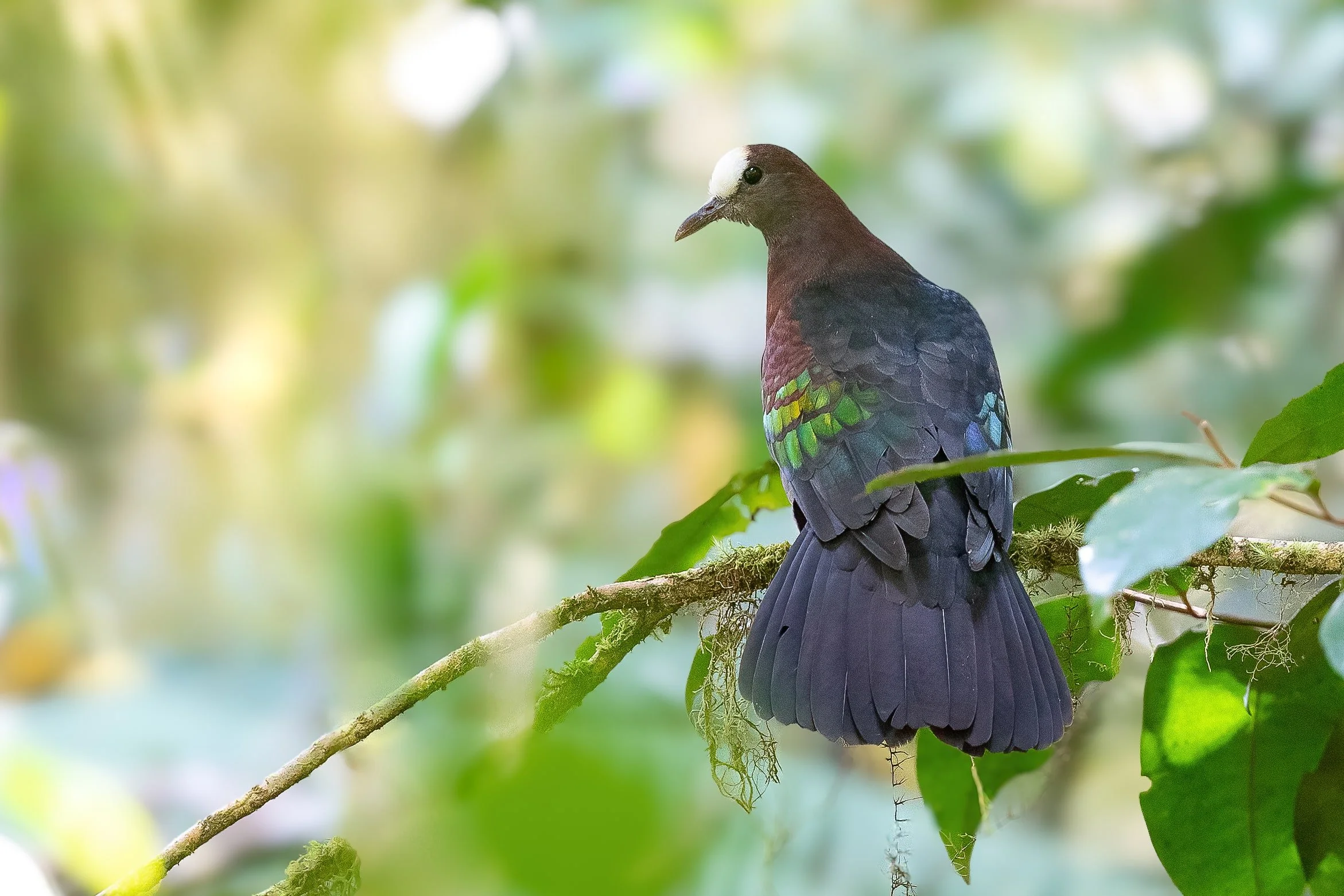 New Guinea Bronzewing, West Papua