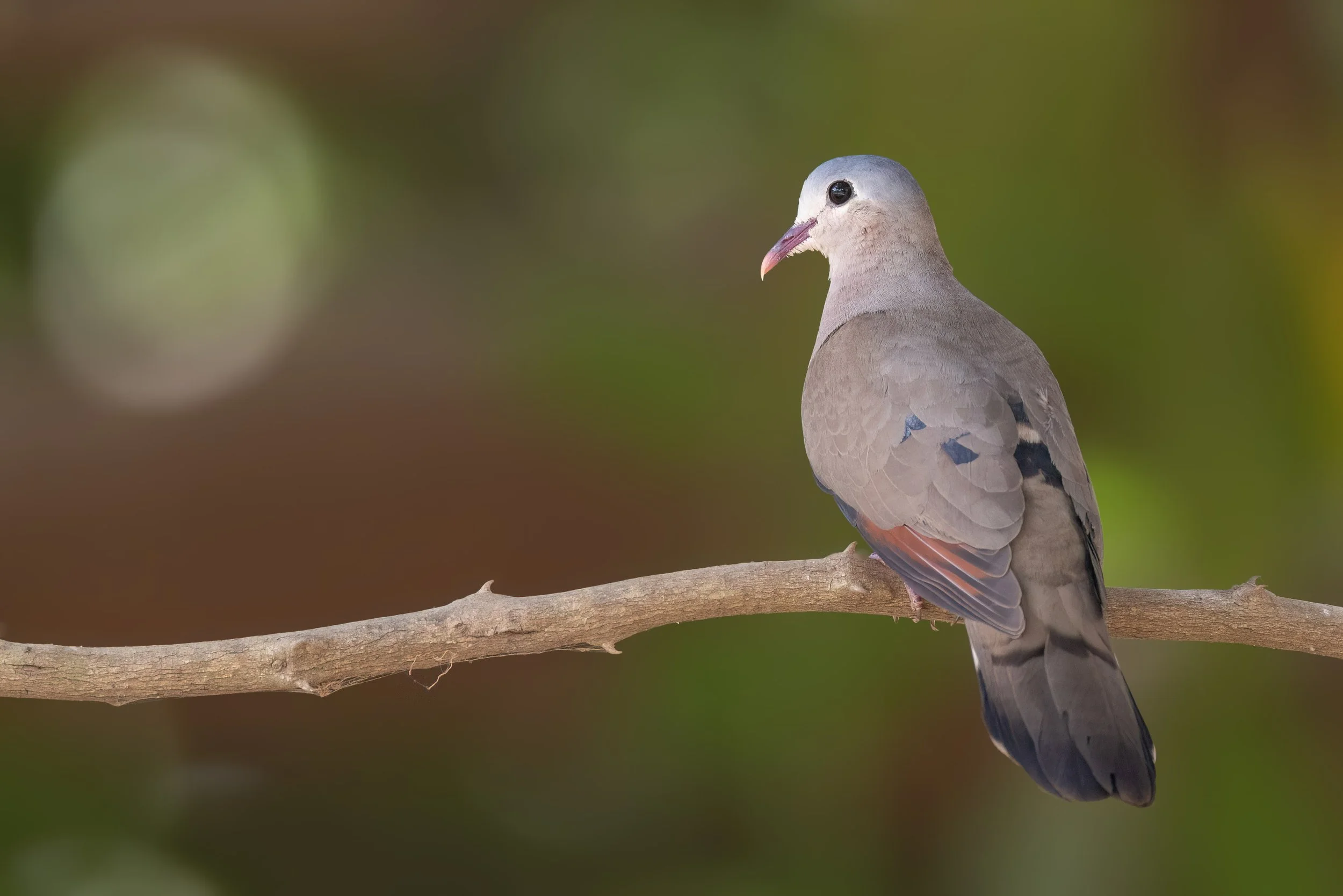 Blue-spotted Wood Dove, Gambia