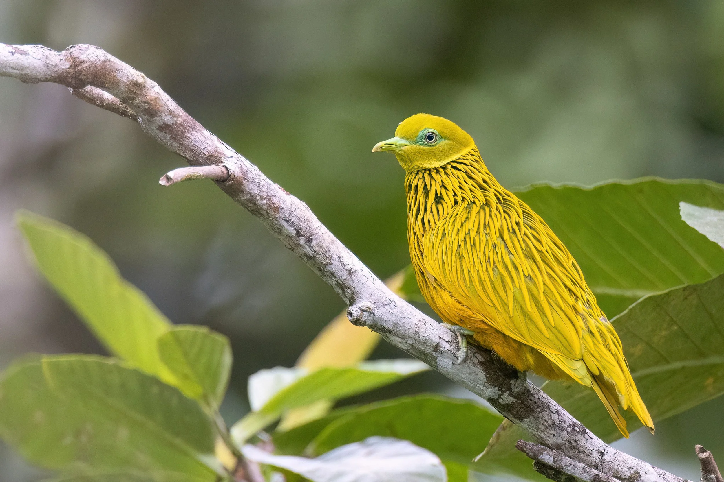 Golden Dove, Fiji