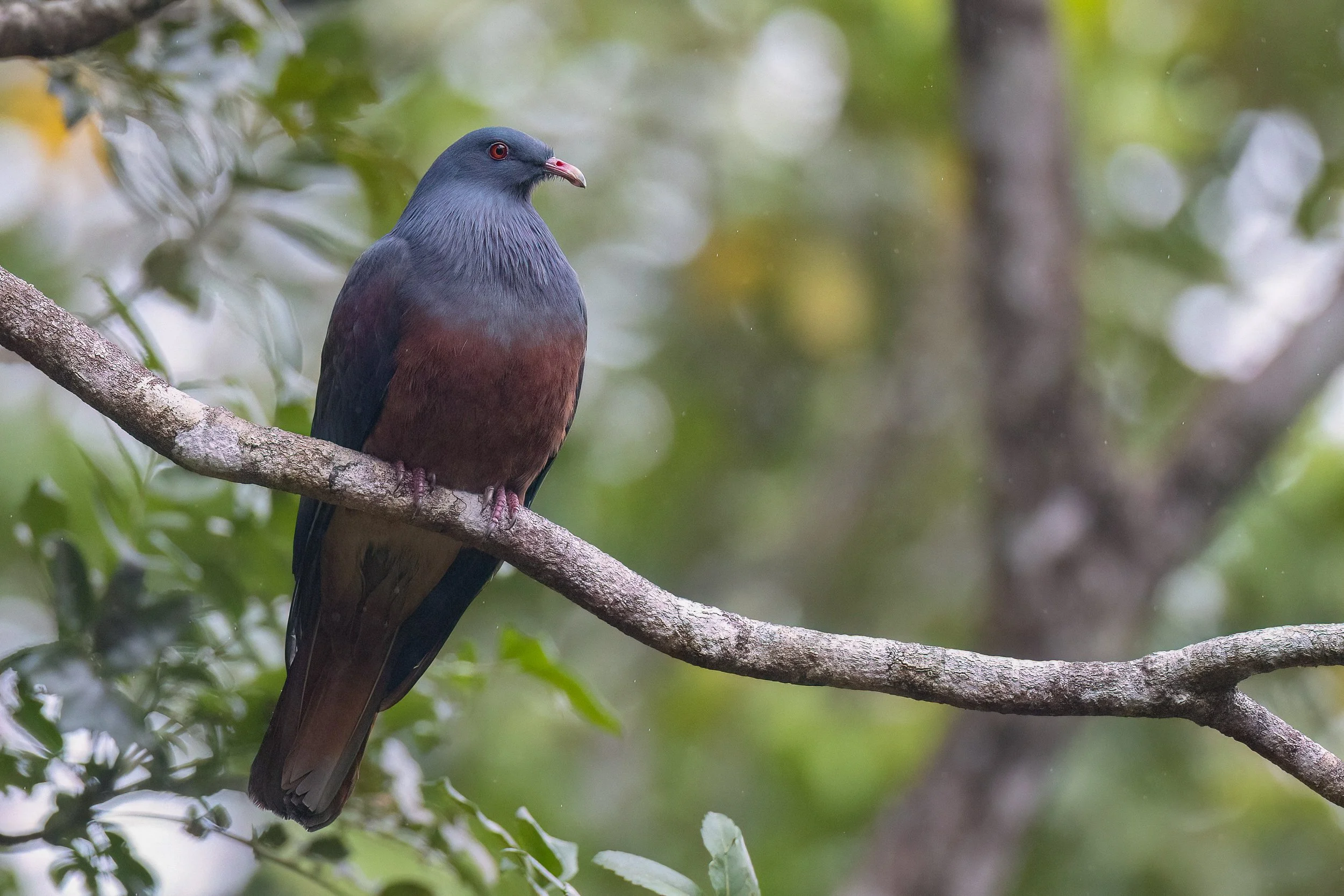Goliath Imperial Pigeon, New Caledonia