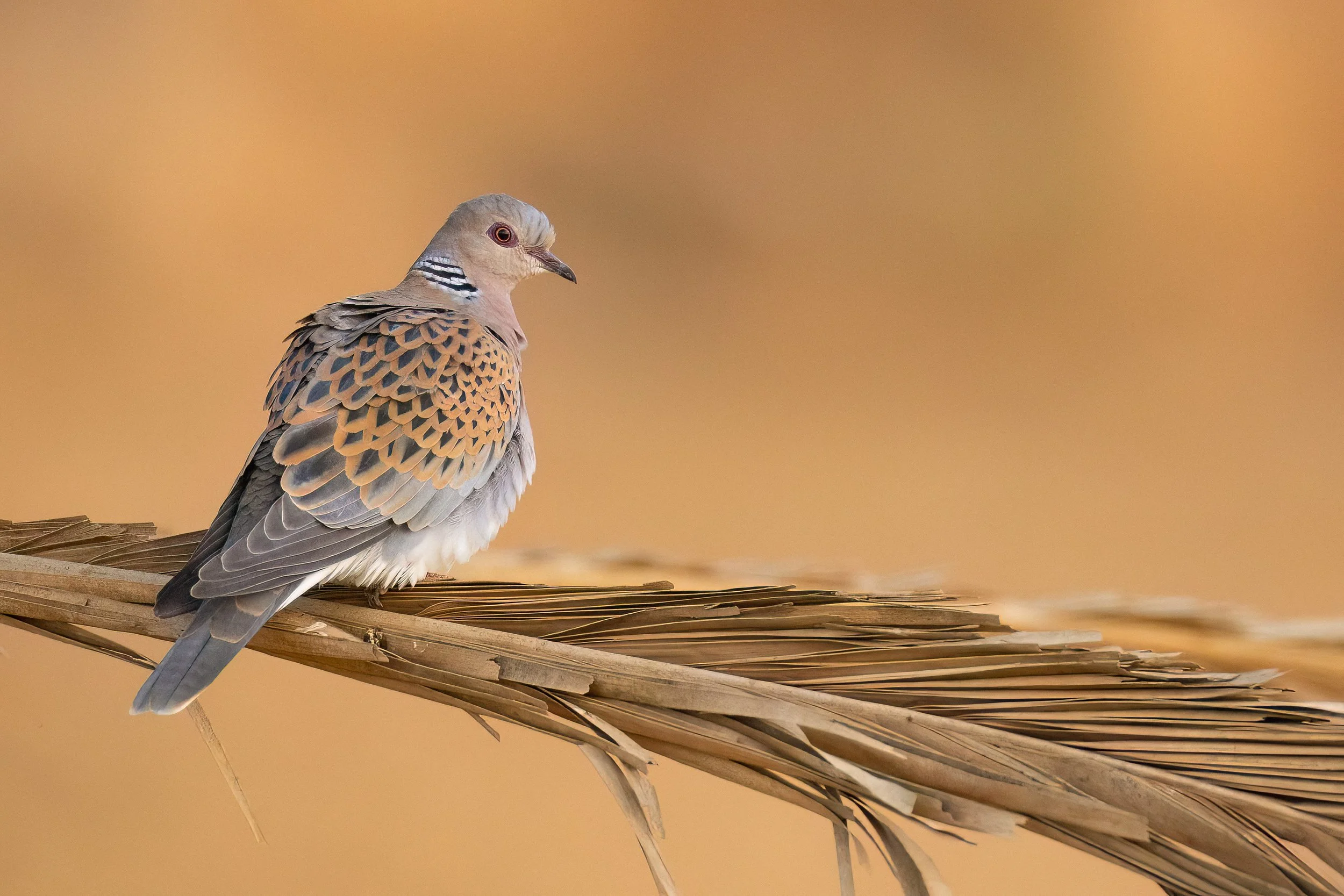 European Turtle Dove, Morocco