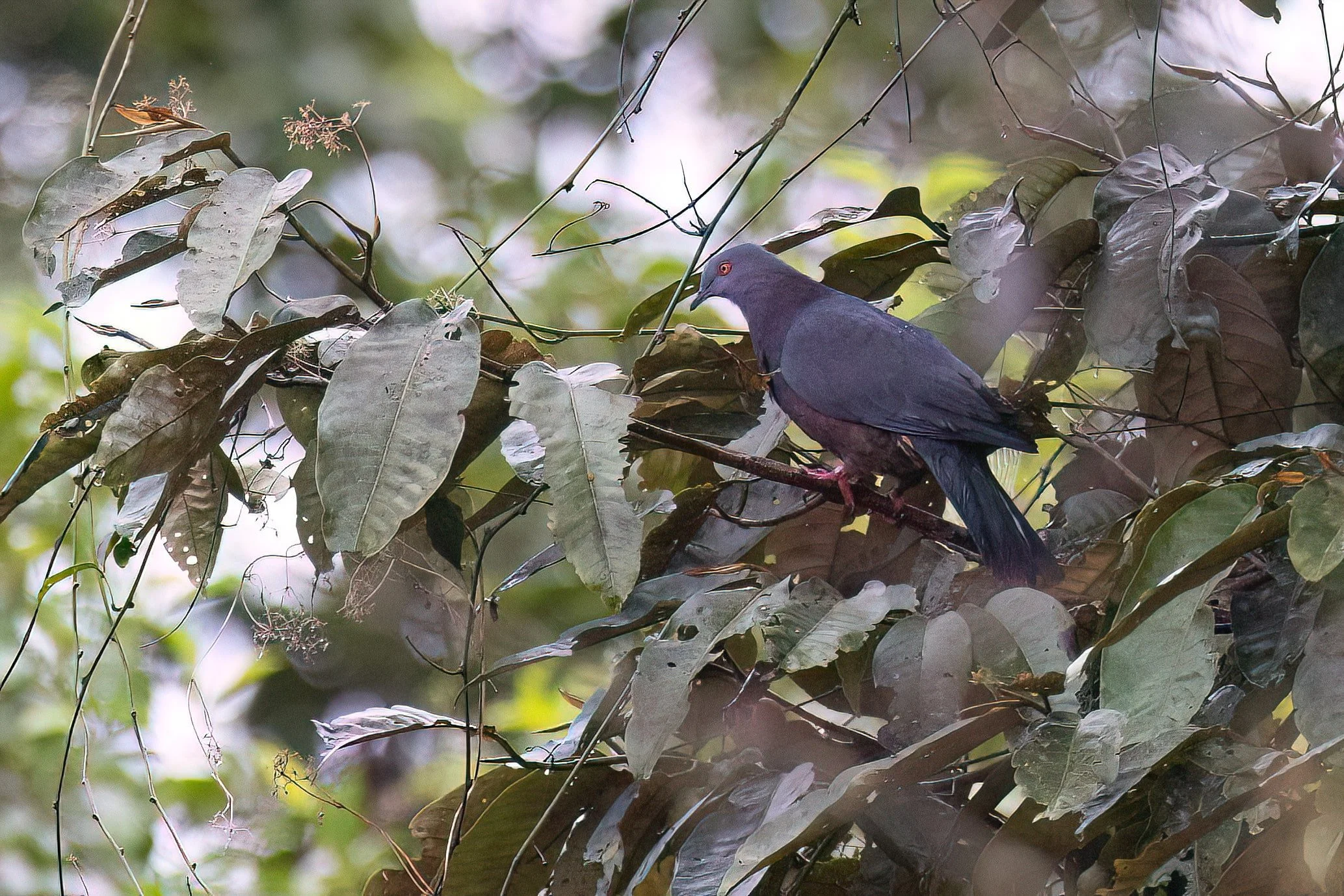 Vanuatu Imperial Pigeon, Vanuatu