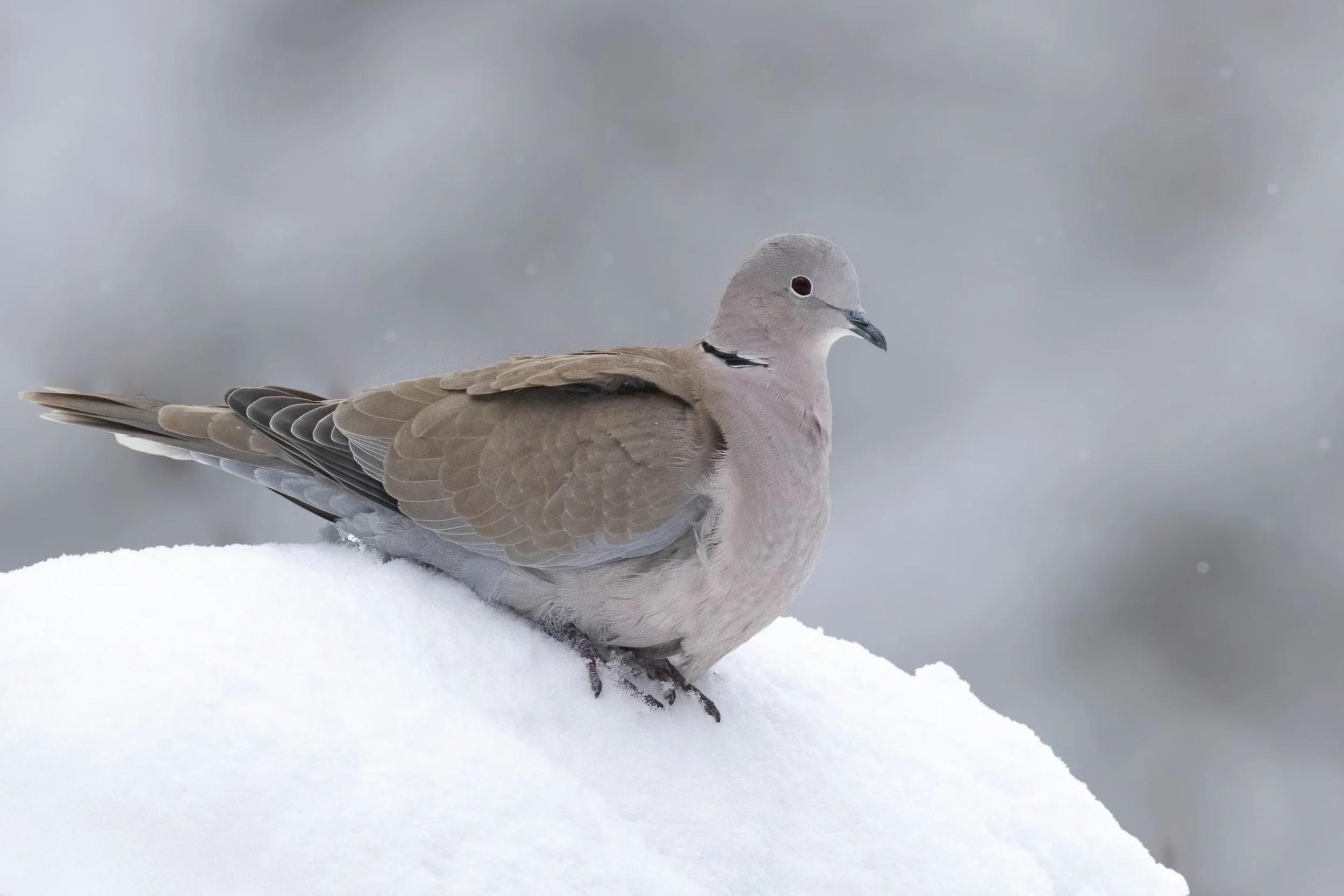 Eurasian Collared Dove