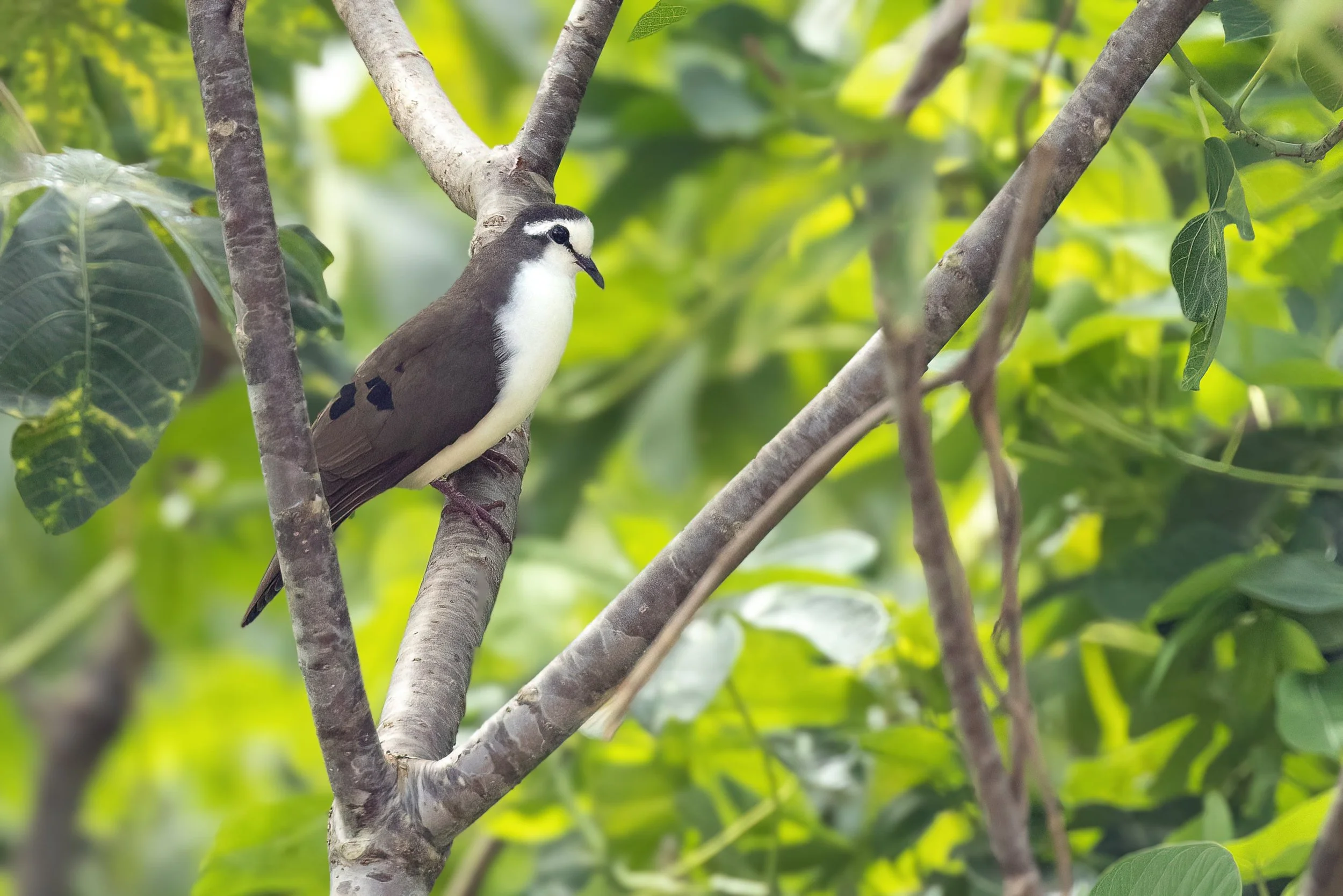 Tambourine Dove, Tanzania