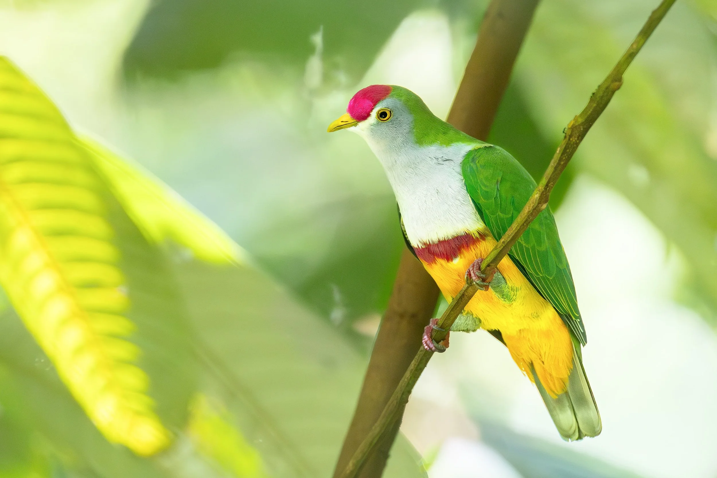 Beautiful Fruit Dove, West Papua