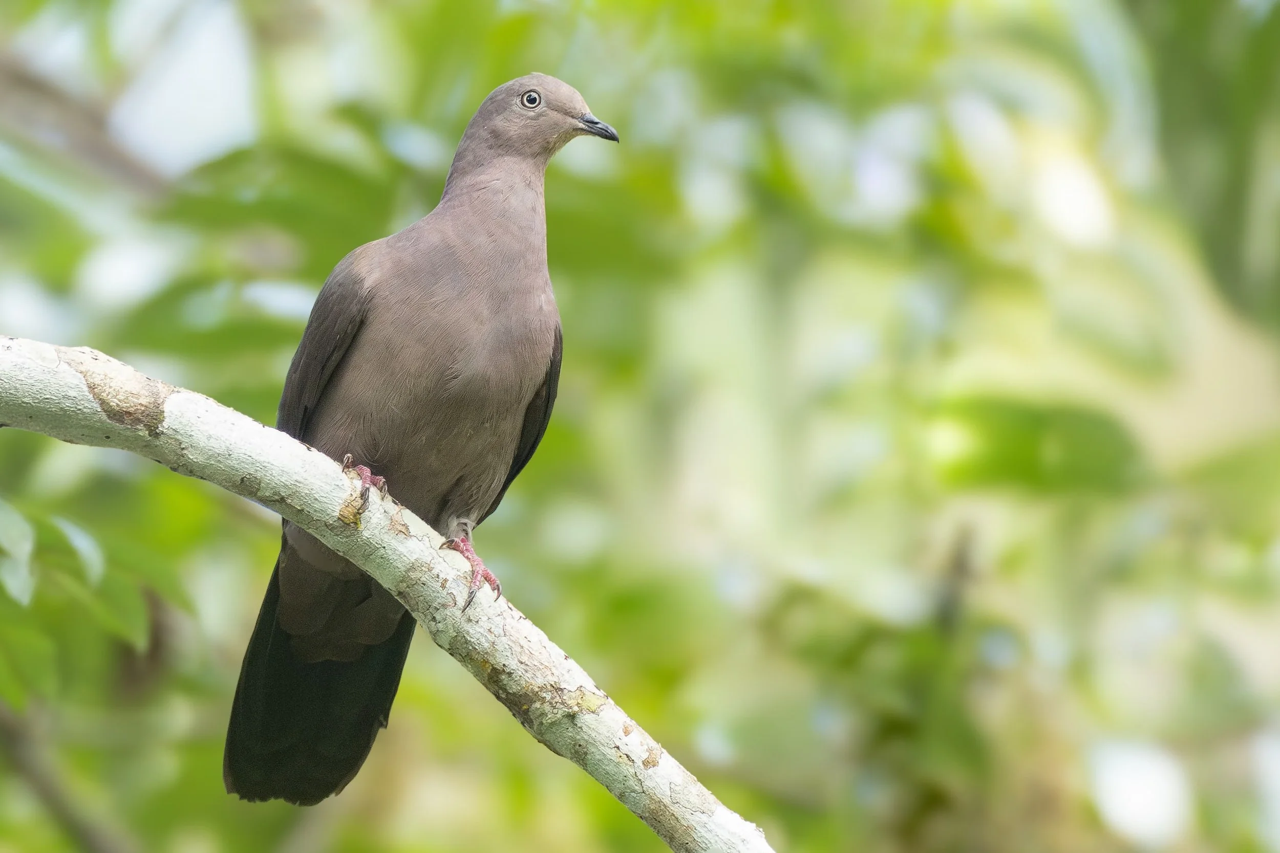 Plumbeous Pigeon