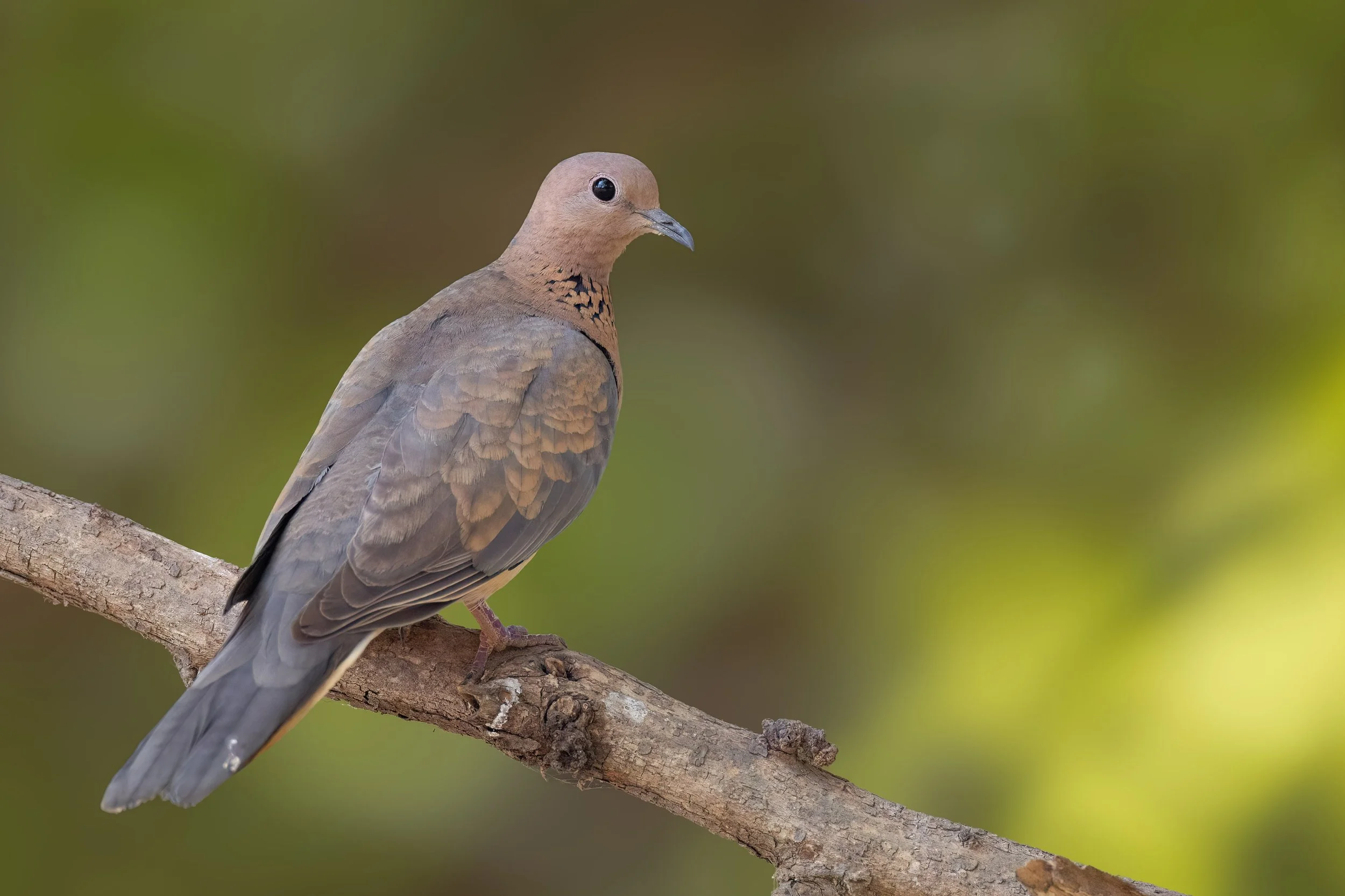 Laughing Dove, Gambia