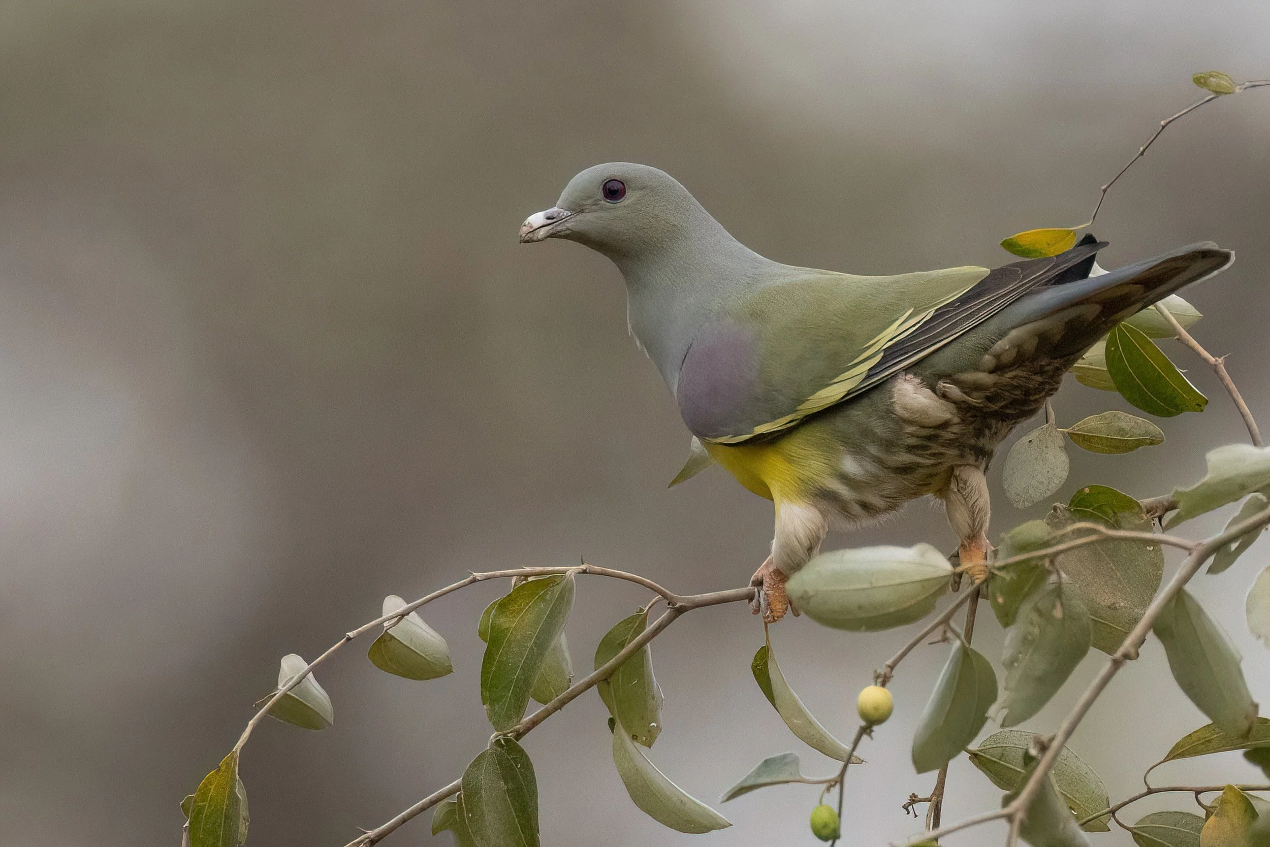 Bruce's Green Pigeon, Gambia