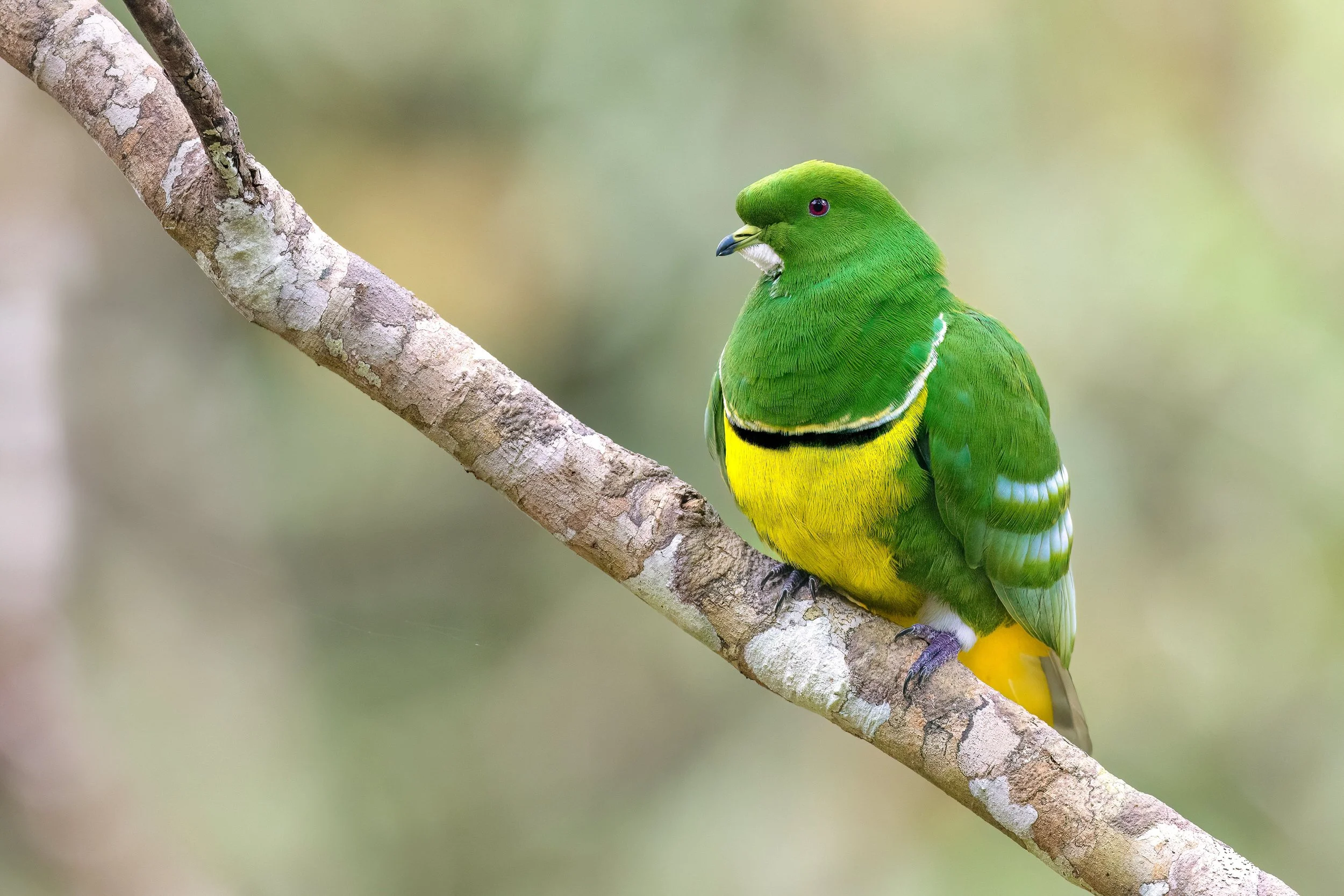 Cloven-feathered Dove, New Caledonia