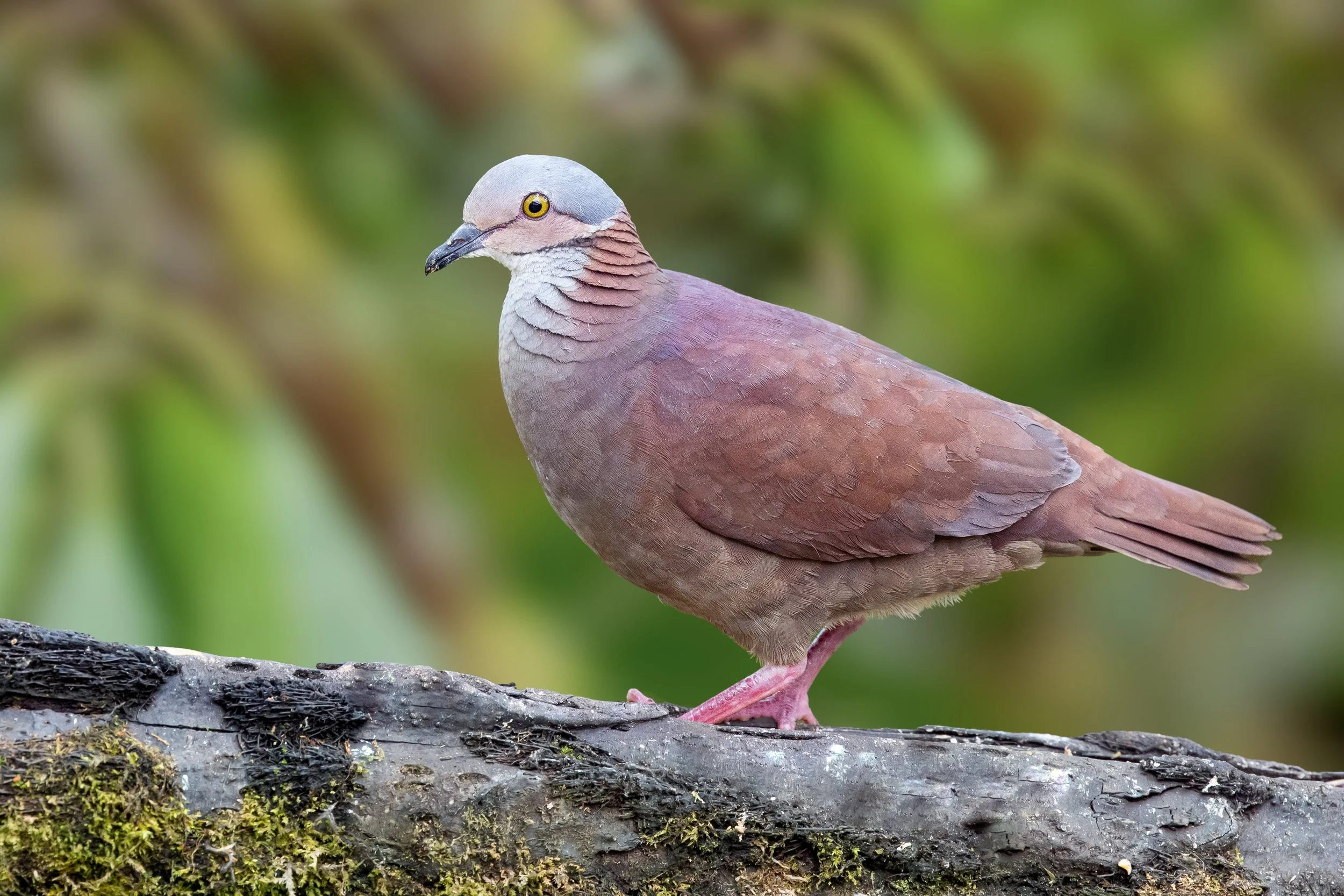 White-throated Quail-Dove, Ecuador